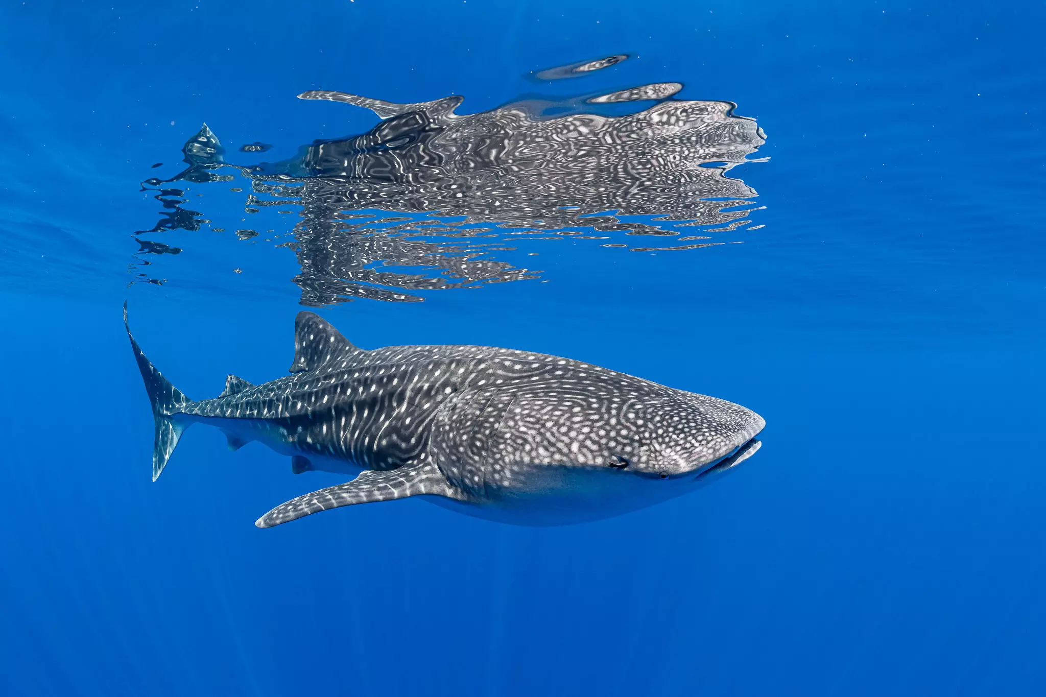 Whale shark. Courtesy of Radisson Blu Maldives