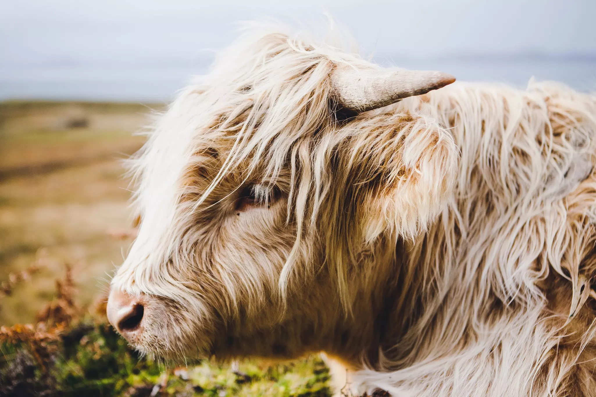 Hardy Highland cattle in a grassy field.