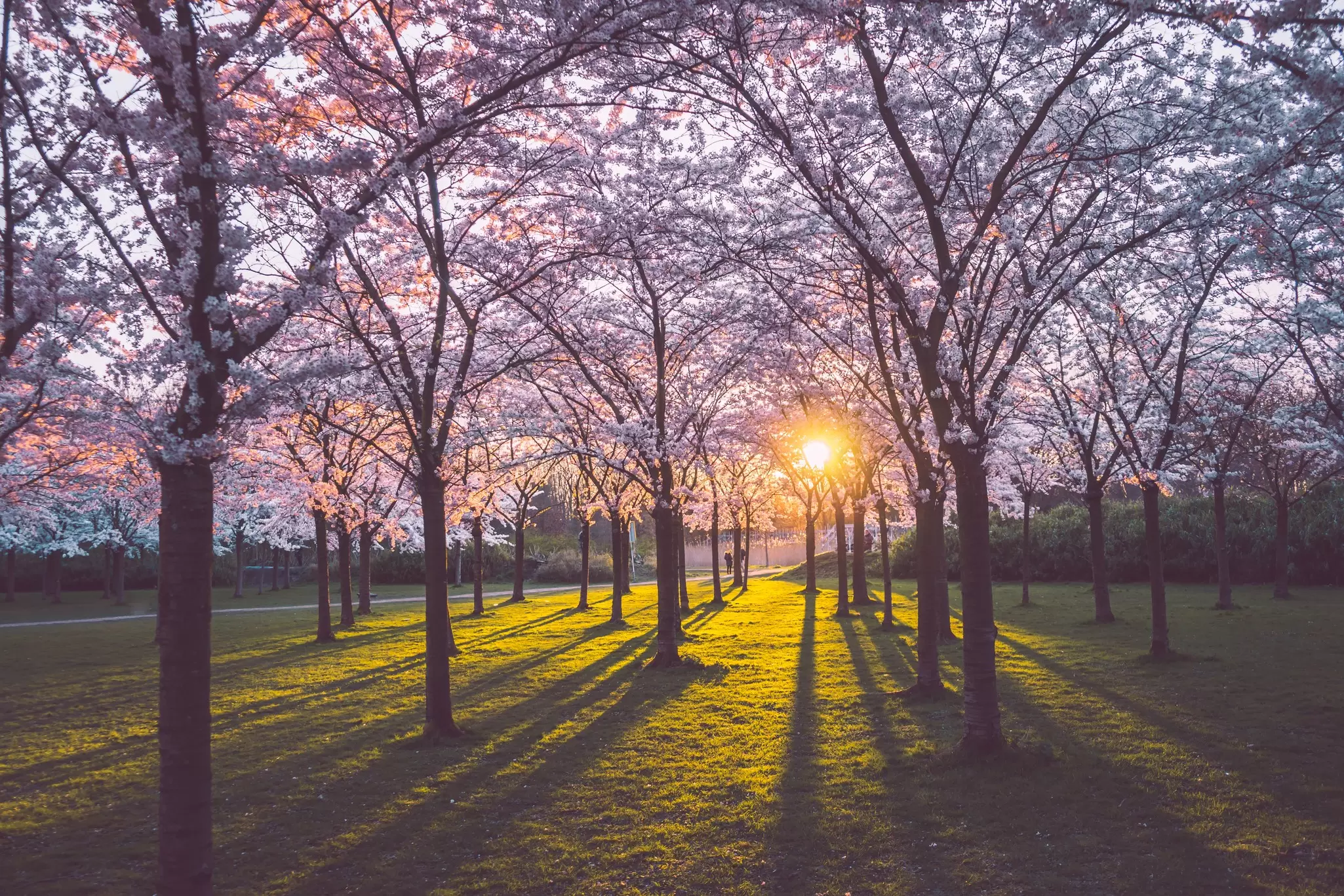 A leafy city park in Amsterdam, Netherlands