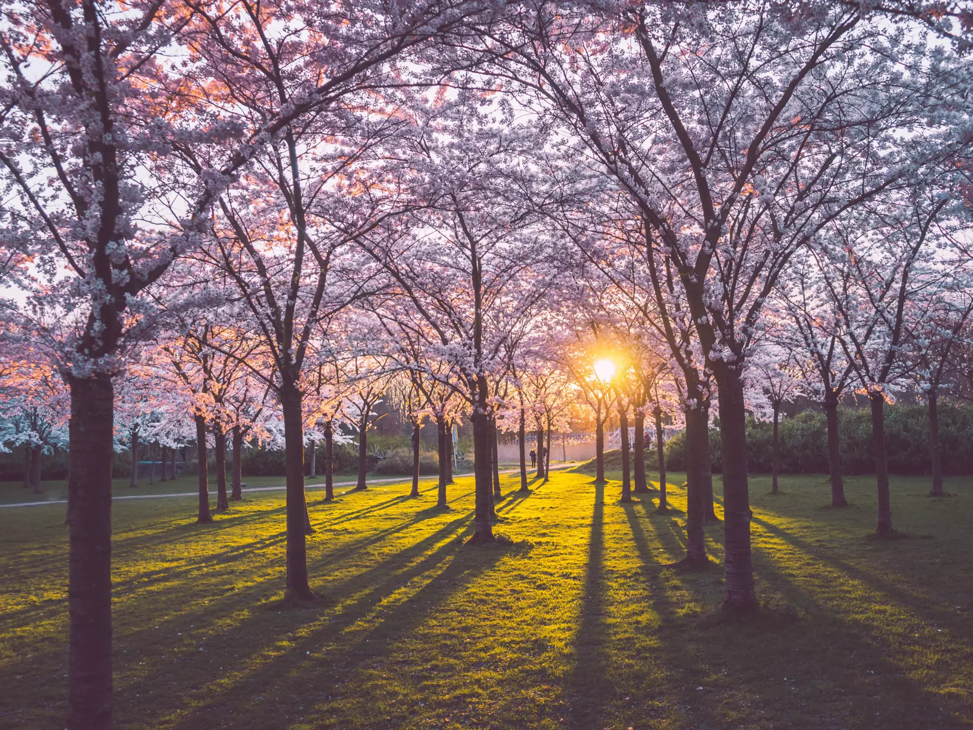 Pink japanese cherry blossom garden in Amsterdam in full bloom at the sunset or sunrise with sun rays coming through the trees and green grass. Bloesempark - Amsterdamse Bos   License Type: media  Download Time: 2021-09-17T10:59:19.000Z  User: clairenaylor  Is Editorial: No  purchase_order: