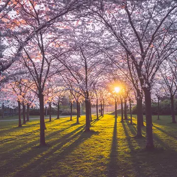 Pink japanese cherry blossom garden in Amsterdam in full bloom at the sunset or sunrise with sun rays coming through the trees and green grass. Bloesempark - Amsterdamse Bos   License Type: media  Download Time: 2021-09-17T10:59:19.000Z  User: clairenaylor  Is Editorial: No  purchase_order: