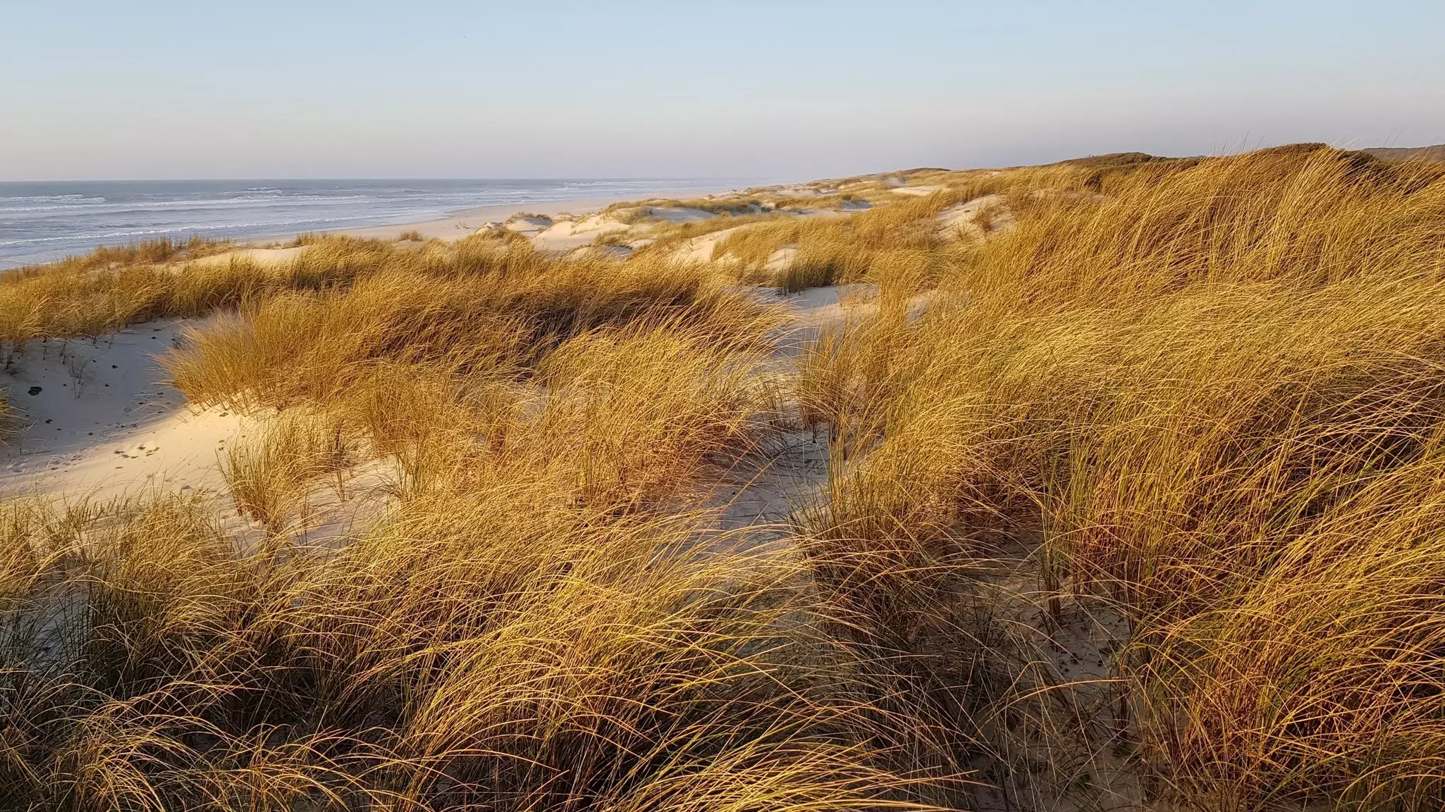 Grassy sand dunes blowing in the breeze with the ocean in the far distance under a muted sky.