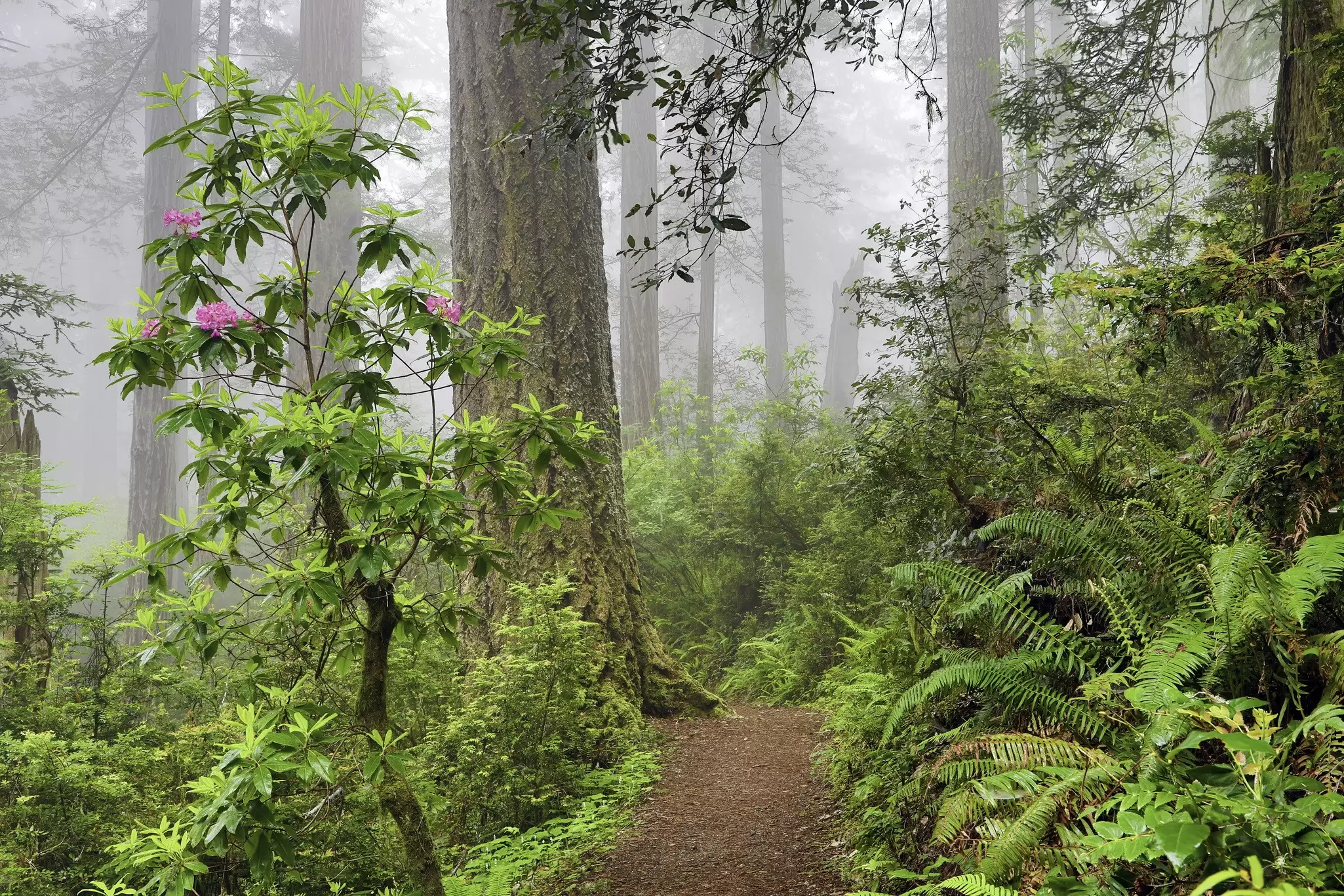 Redwoods and rhododendrons are pictured in misty conditions in a forest in Del Norte Coast Redwoods State Park, California