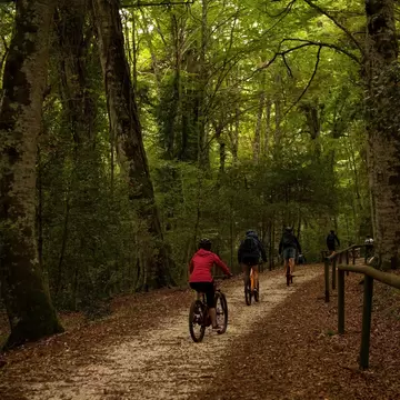 People ride mountain bikes down a dirt path through a dense forest. Fallen leaves lie on the ground.