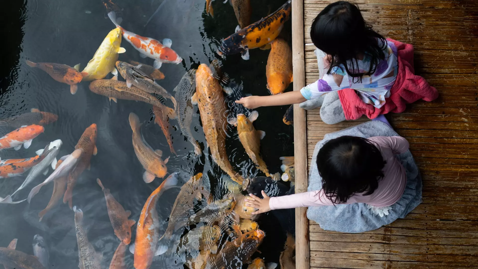 top view of two little girls having fun feeding koi fish by the pond