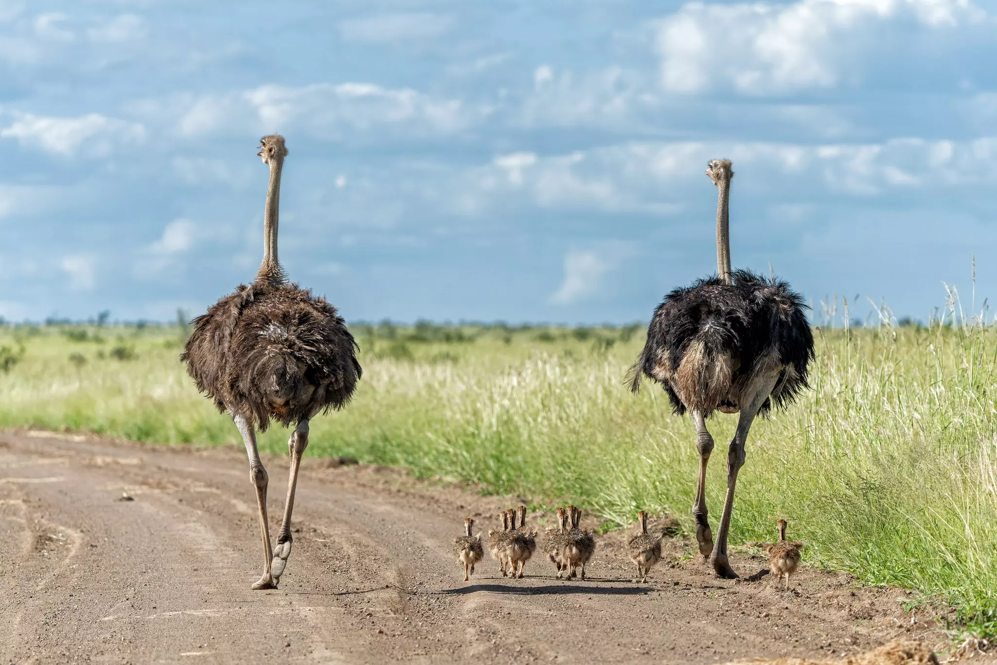 Two ostriches, one male and one female, with their chicks running over a gravel road in Kruger National Park, South Africa.