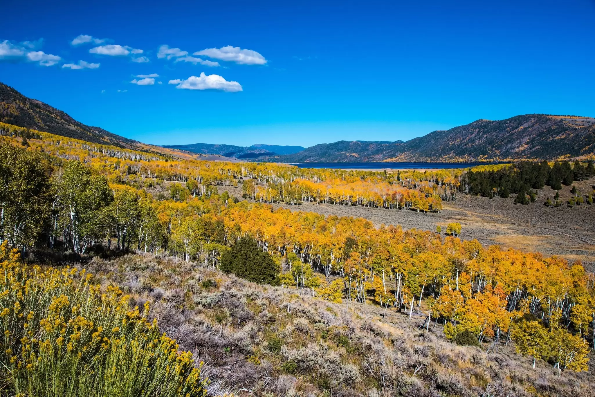 The grove of quaking Aspens that make up the world's largest tree, Pando. Layne V. Naylor/Shutterstock