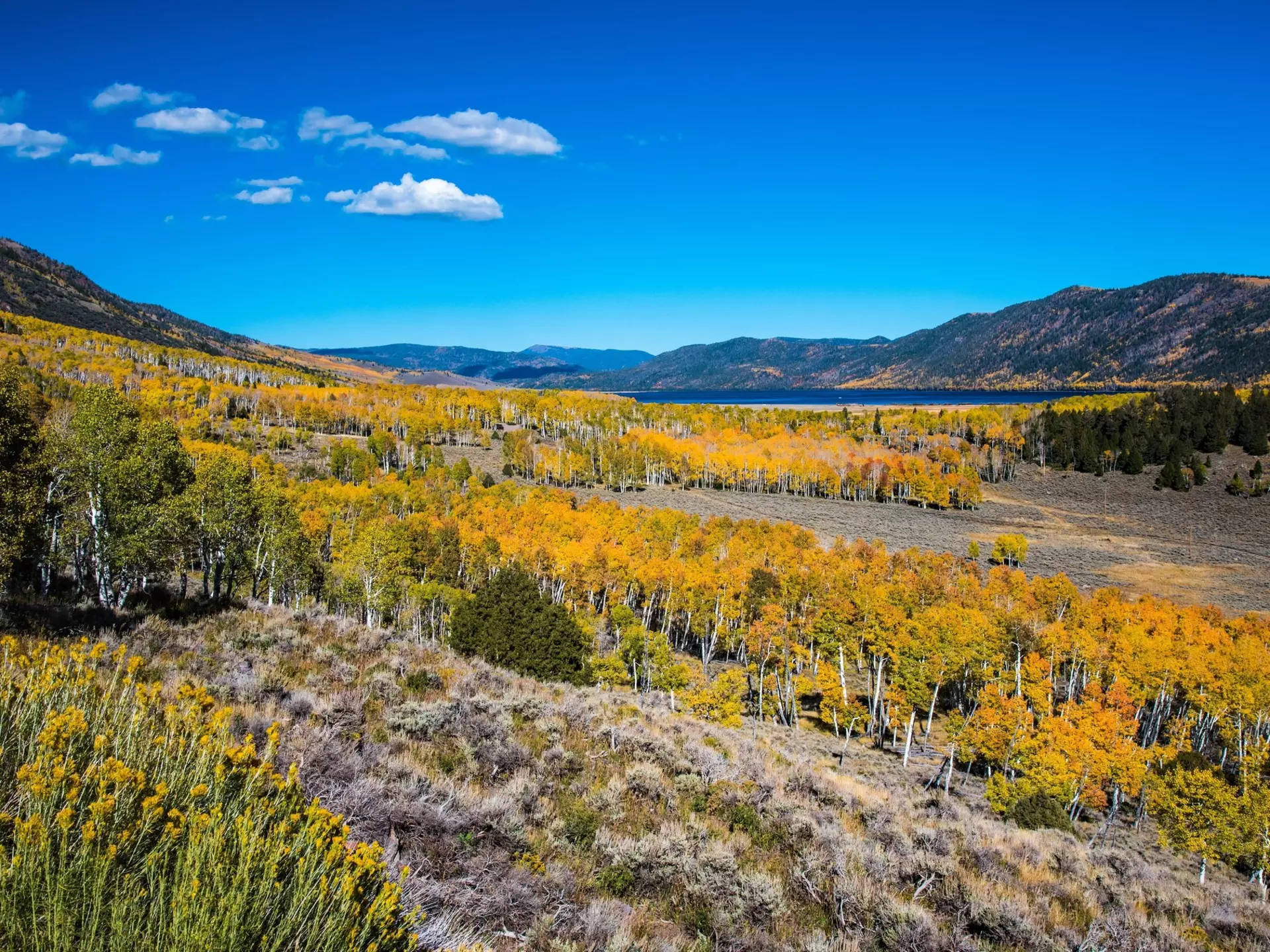 The grove of quaking Aspens that make up the world's largest tree, Pando. Layne V. Naylor/Shutterstock