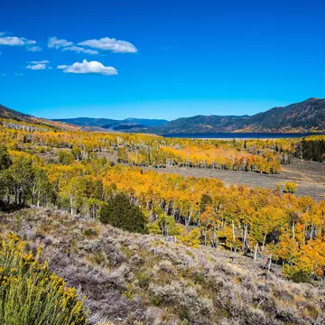 The grove of quaking Aspens that make up the world's largest tree, Pando. Layne V. Naylor/Shutterstock