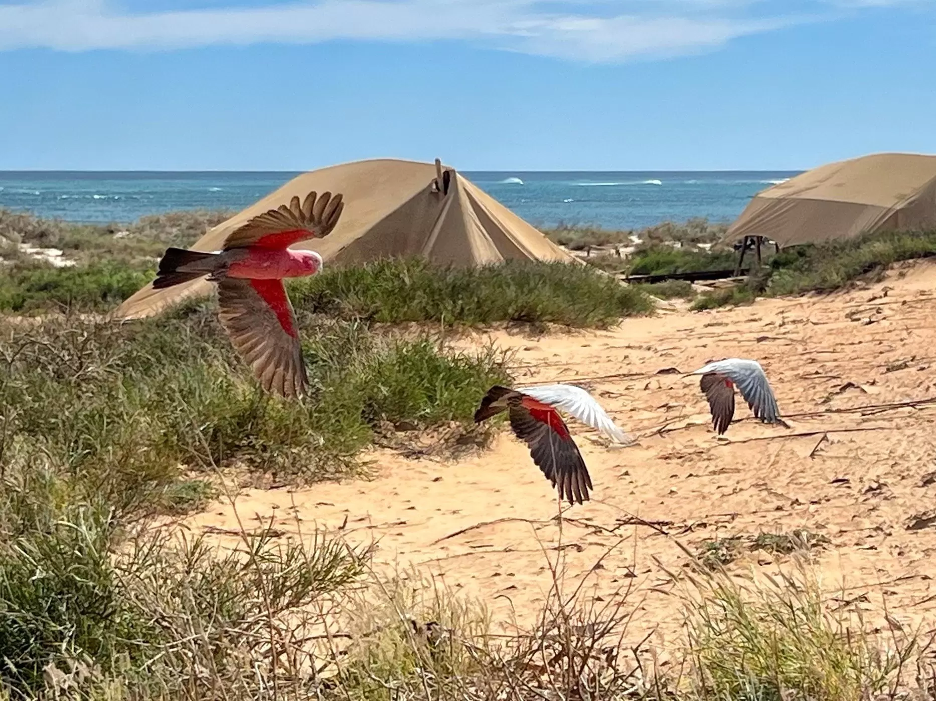 Three colourful pink-breasted parrots fly past safari tents and the ocean.