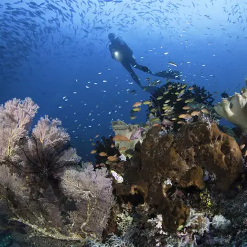 A diver explores the coral reef in Raja Ampat, Indonesia. Darryl Leniuk / Getty Images