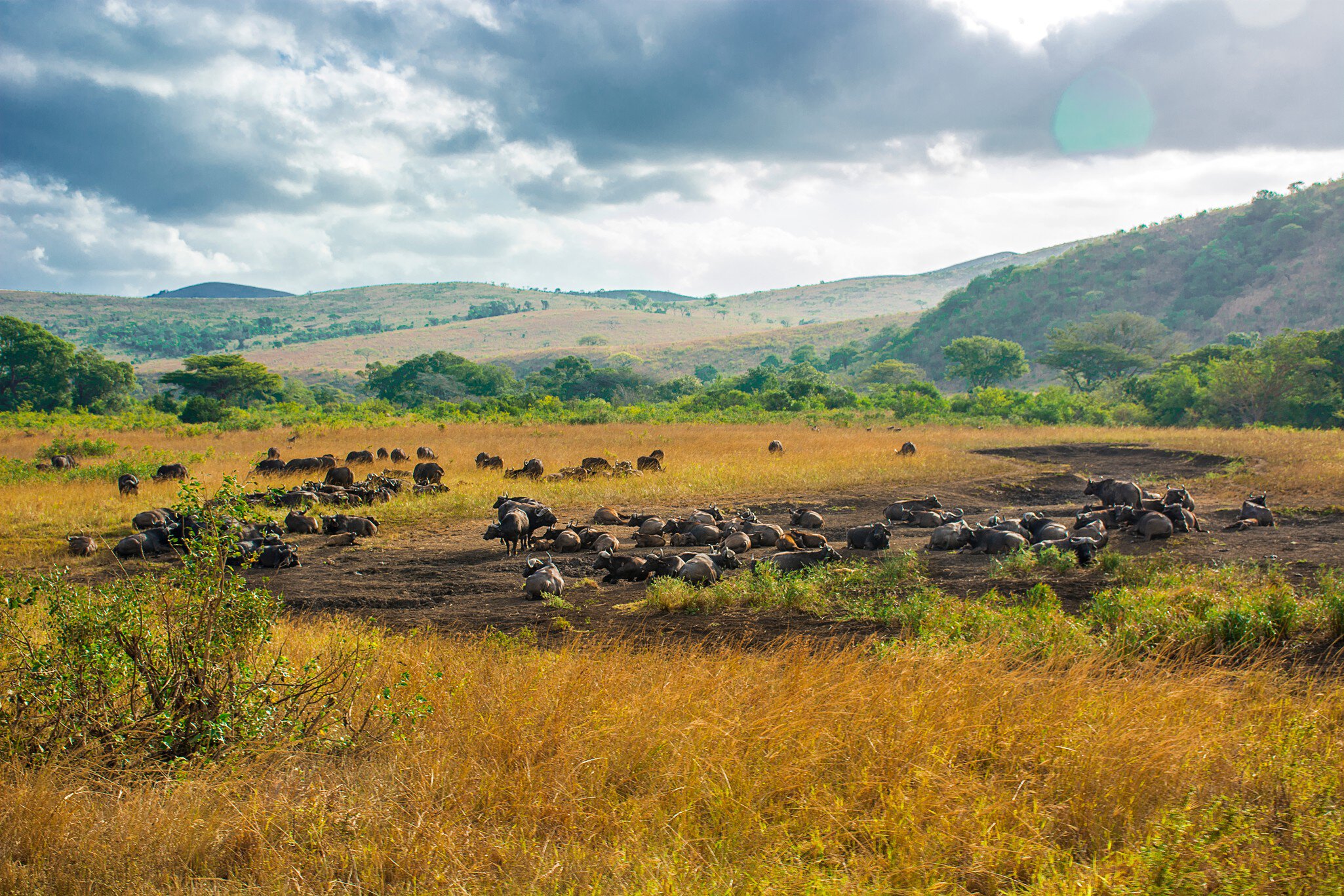 Hluhluwe-Imfolozi National Park in South Africa; Shutterstock ID 1745539757;