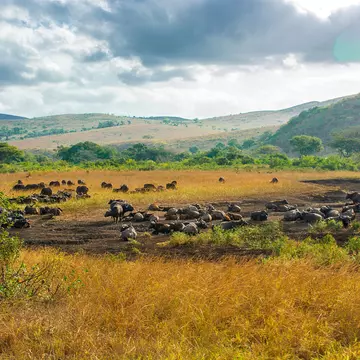 Hluhluwe-Imfolozi National Park in South Africa; Shutterstock ID 1745539757;