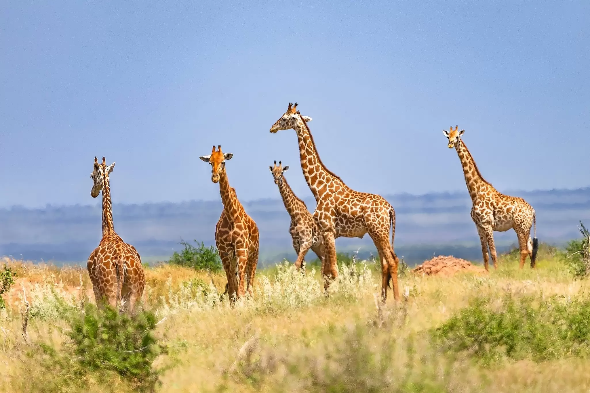 Giraffes in Tsavo East National Park. Marius Dobilas/Shutterstock