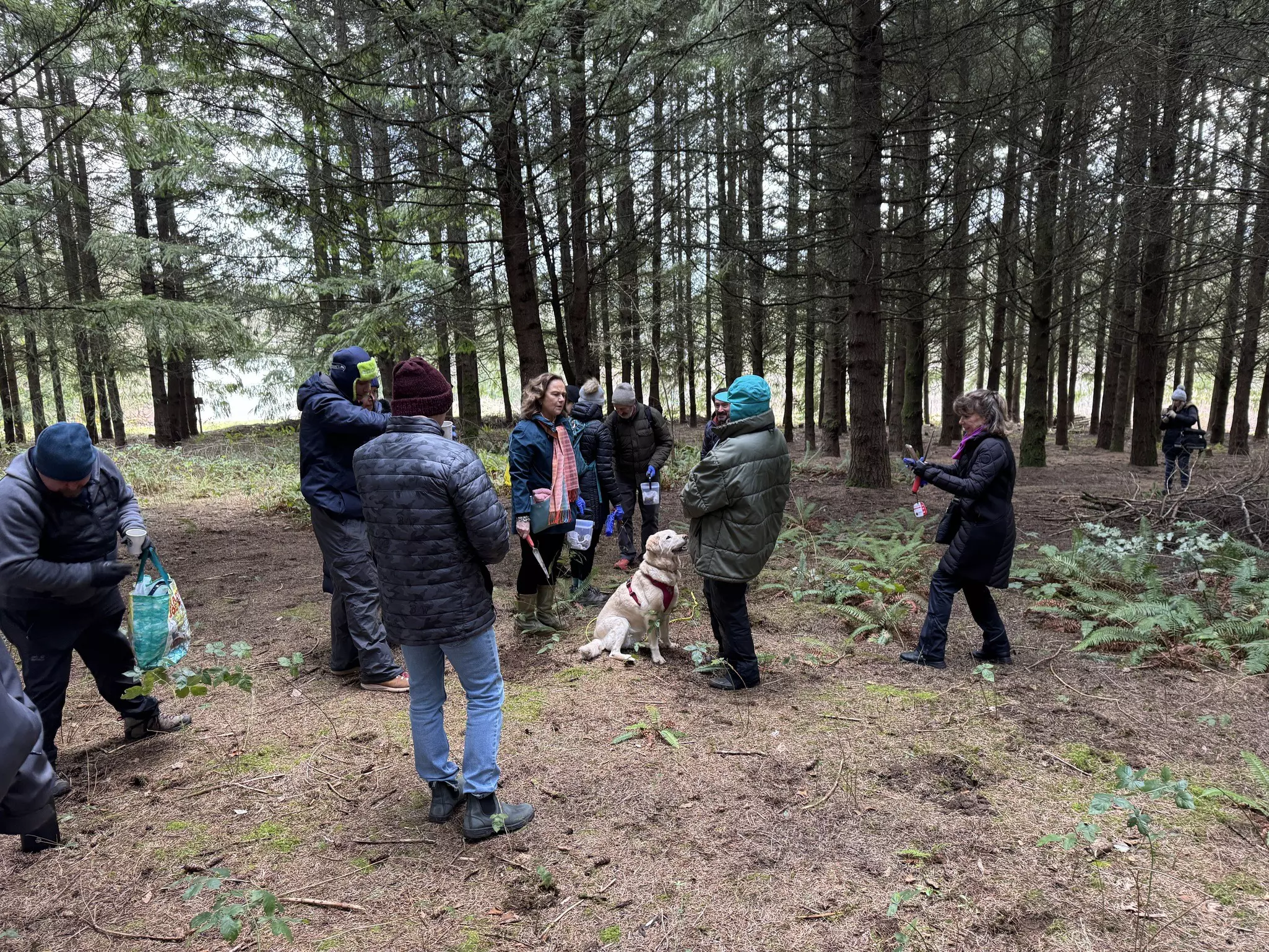 A group of people in winter jackets stand in an evergreen woods with a light yellow dog.