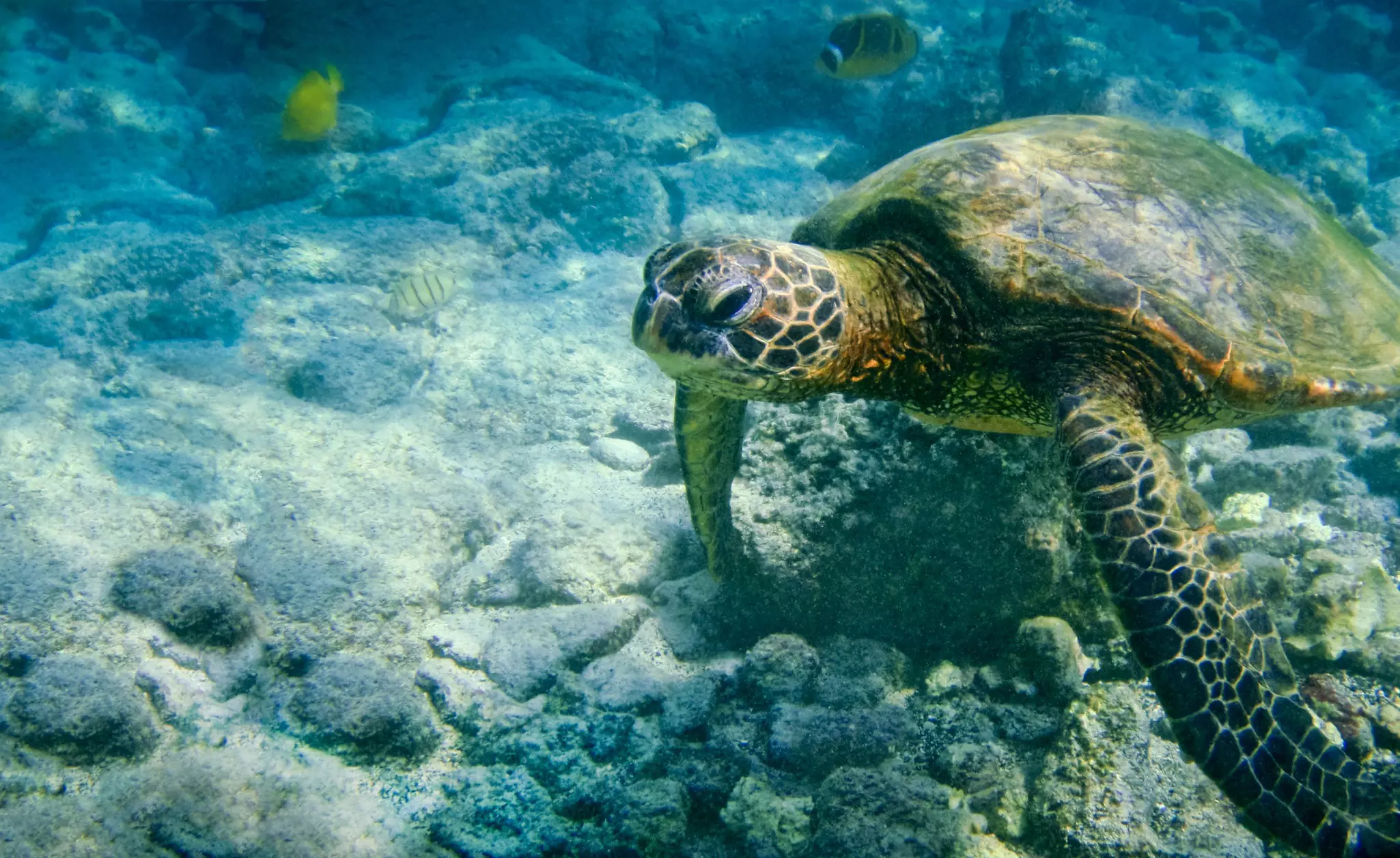 Green sea turtle swimming in shallow water with a few small, yellow fish in the background.