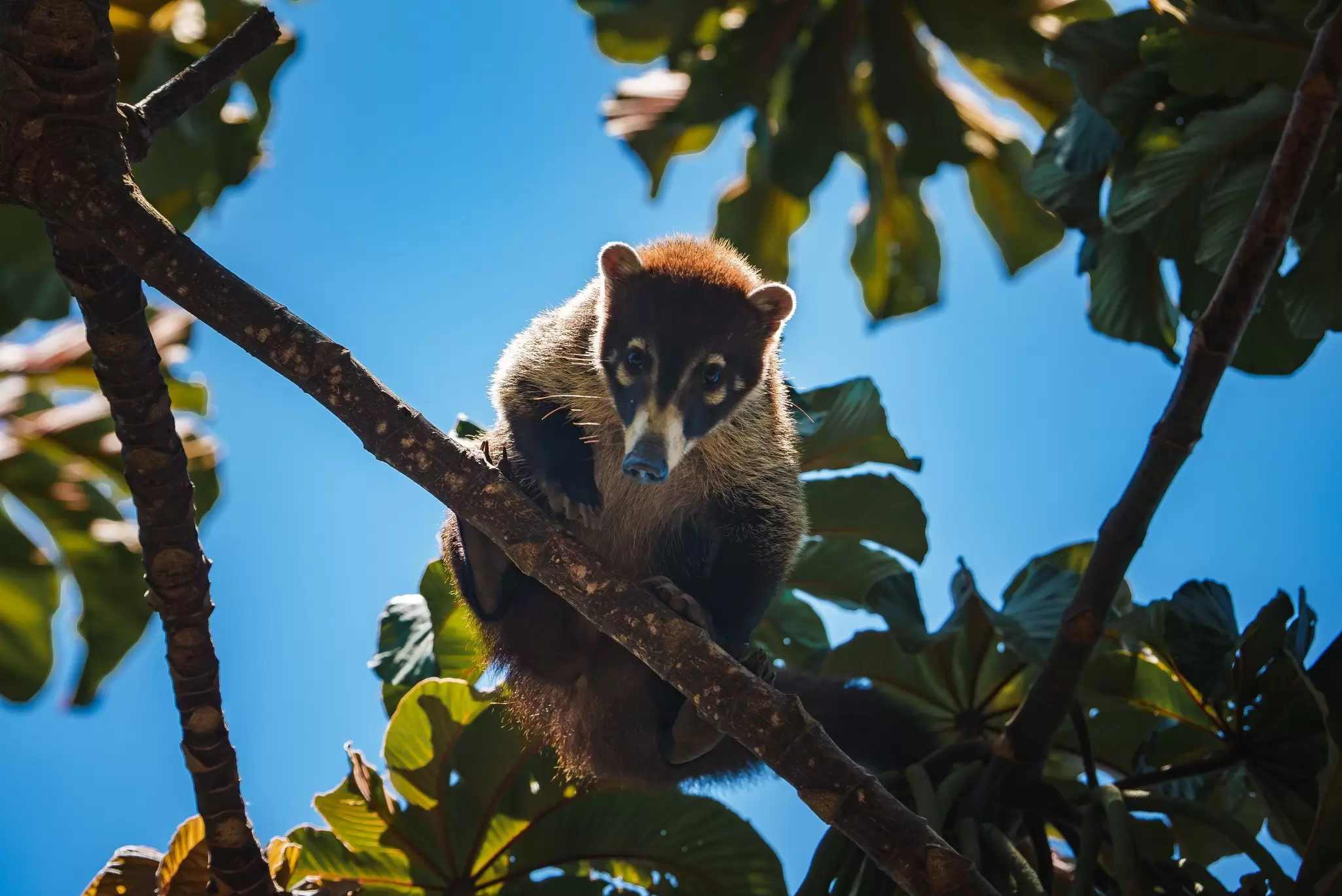White-nosed Coati looking down from a tree branch in the National Park Manuel Antonio, Costa Rica, on a clear and sunny day.