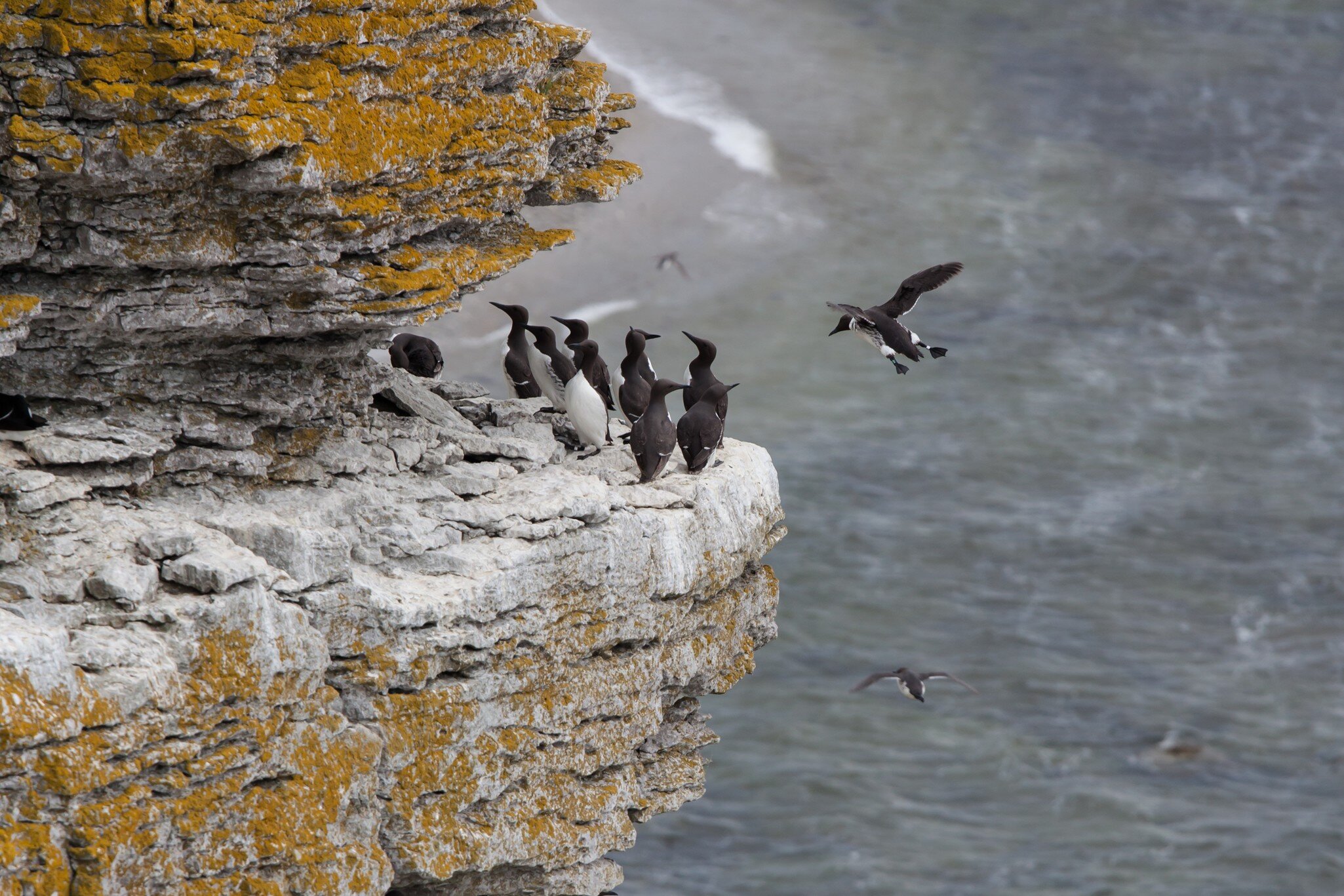 Guillemots in their harsh environment at the island of Stora Karlsö in Sweden.; Shutterstock ID 772070887; your: Kristen Parker; gl: 65050; netsuite: digital download; full: POIs