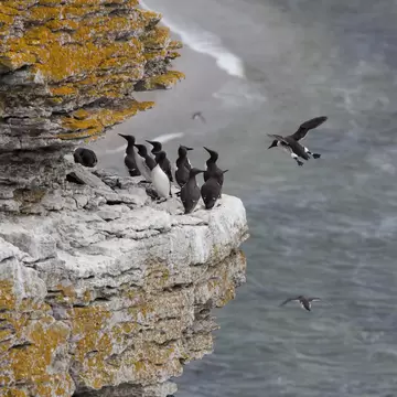 Guillemots in their harsh environment at the island of Stora Karlsö in Sweden.; Shutterstock ID 772070887; your: Kristen Parker; gl: 65050; netsuite: digital download; full: POIs