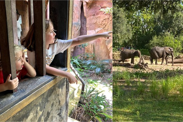 Animal enclosure with elephants at Animal Kingdom