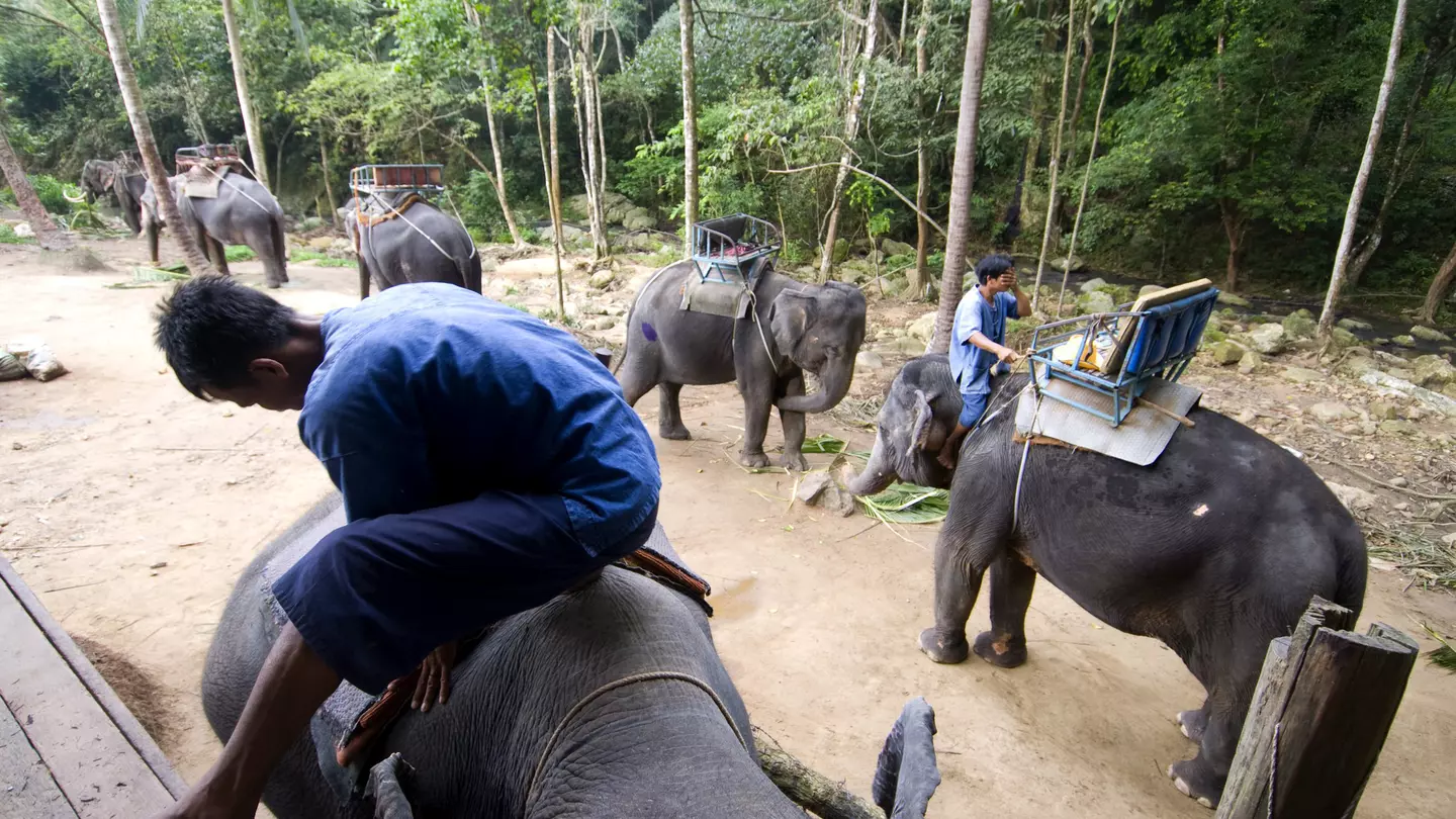 Elephant trekking to Namuang Waterfall