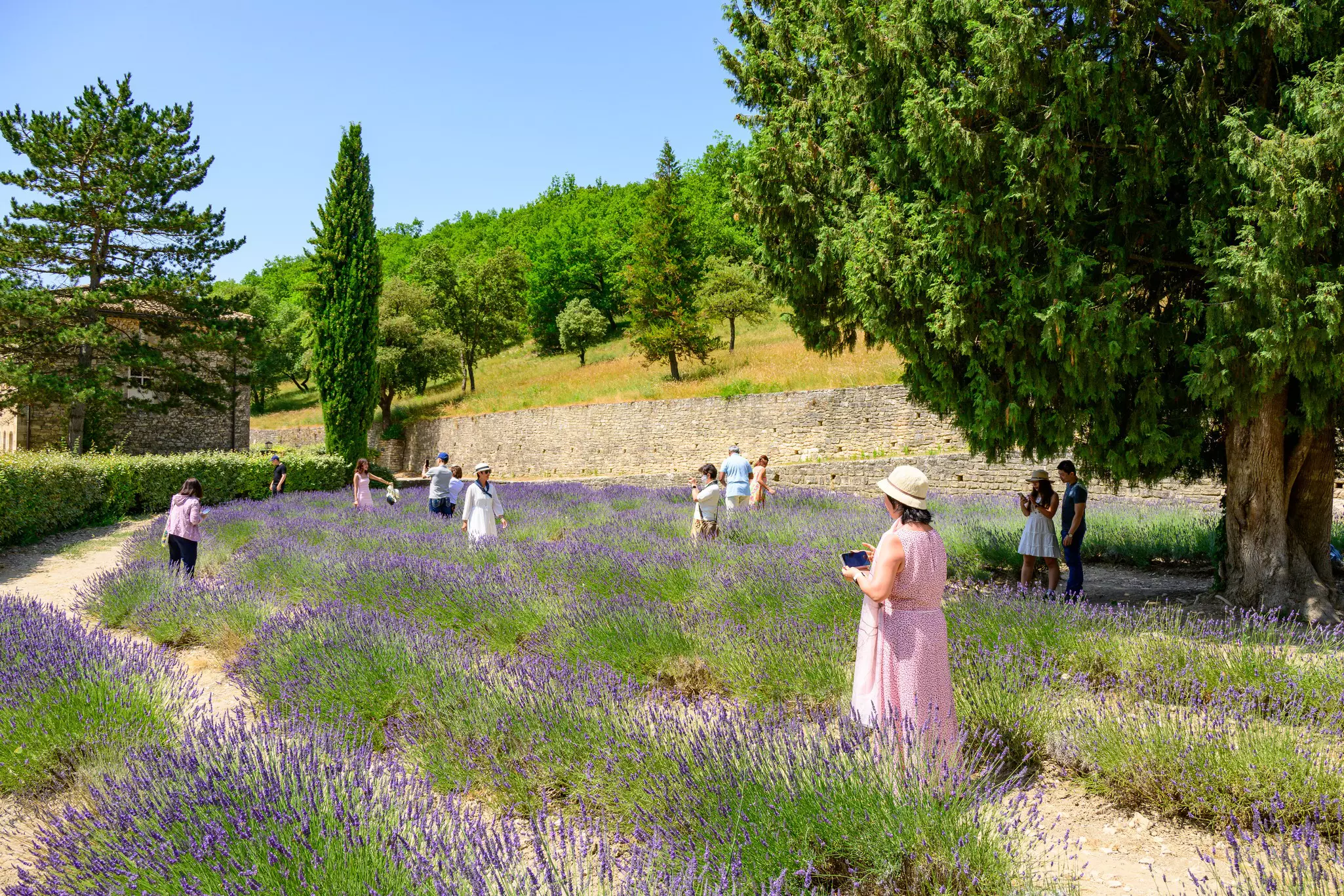 People move around between rows of lavender in bloom, taking photos and enjoying the scene.