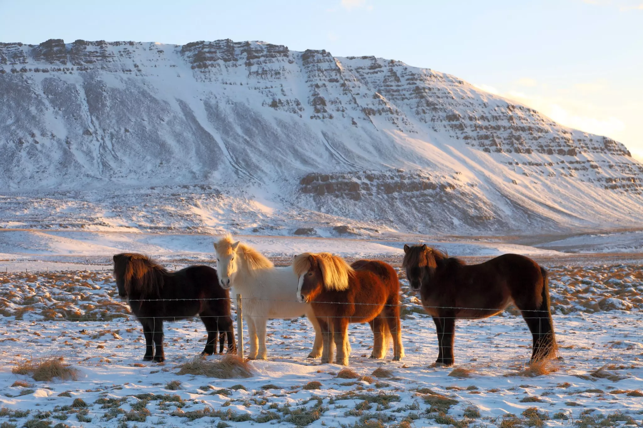 Four Icelandic horses in any icy landscape on the Snæfellsnes Peninsula