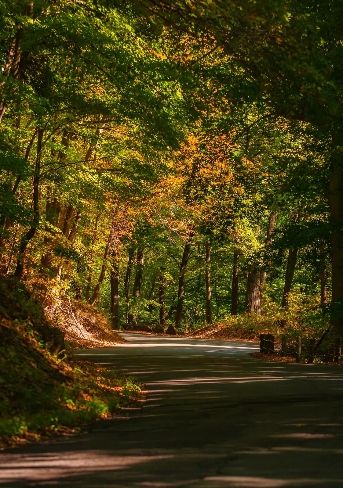 A winding road with a fall forest on either side