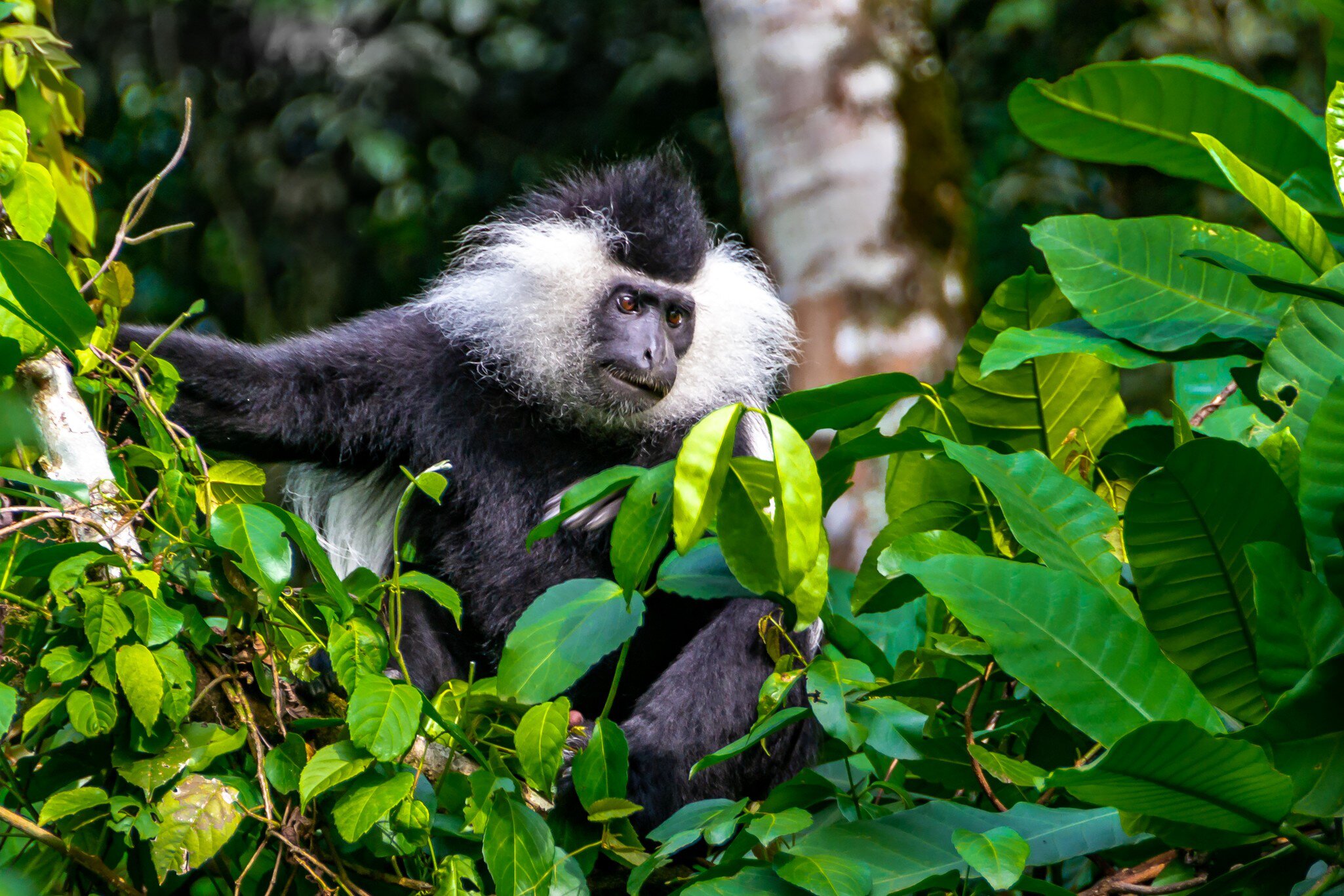 Wild Eastern Black-and-white Colobus , feeding with fruits among leaves. Close up portrait, blurred background. Black and white fur. Soft focuse.Rwanda. Nyungwe National park, Africa; Shutterstock ID 1152624500;