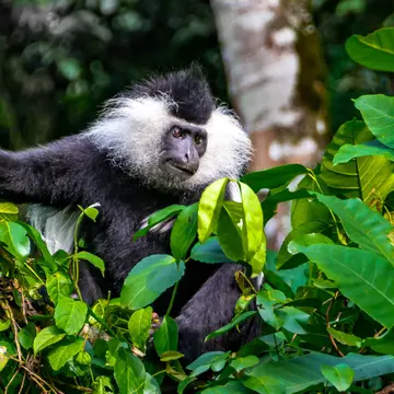 Wild Eastern Black-and-white Colobus , feeding with fruits among leaves. Close up portrait, blurred background. Black and white fur. Soft focuse.Rwanda. Nyungwe National park, Africa; Shutterstock ID 1152624500;