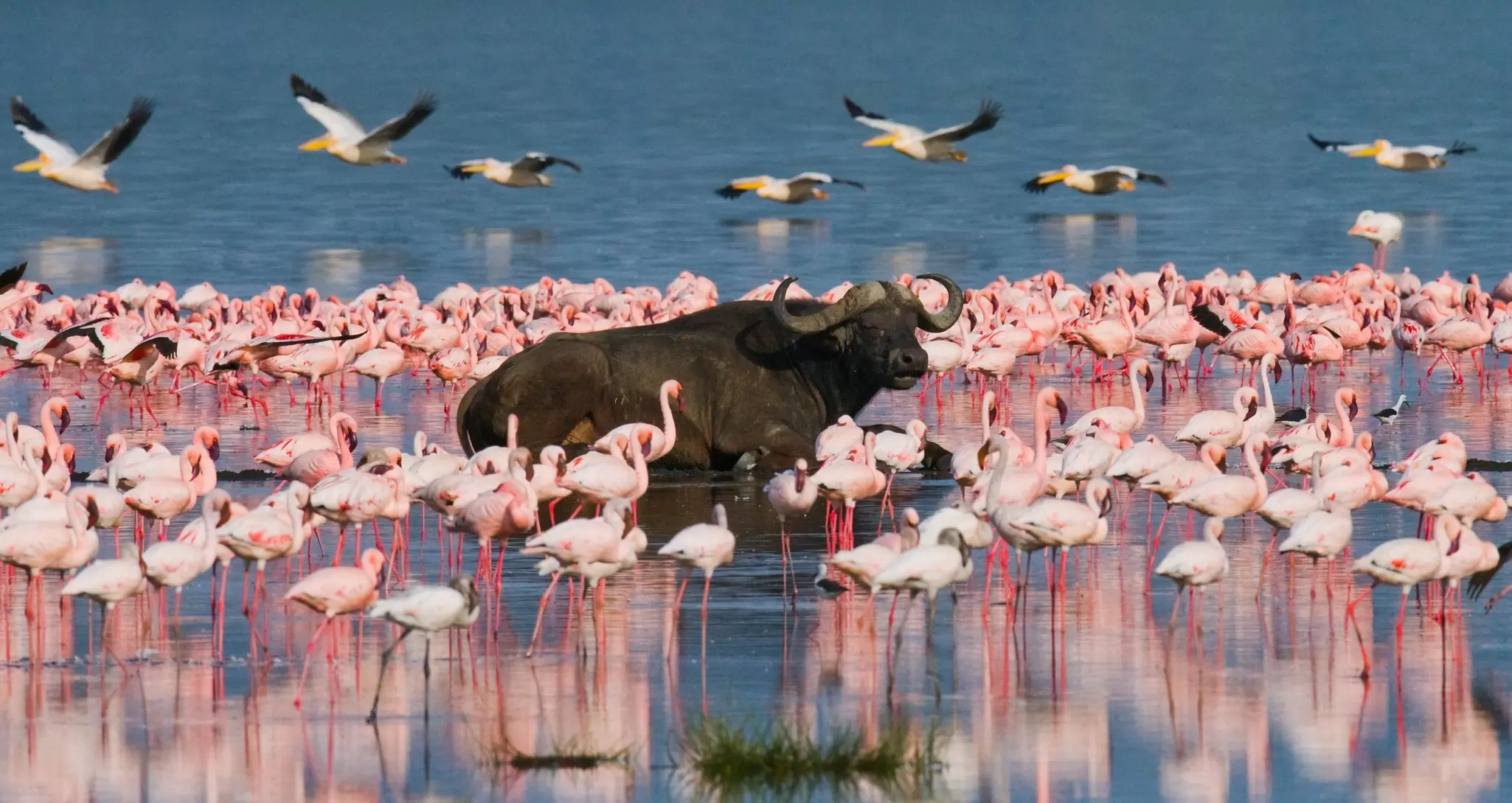 Flamingos and buffalo in Kenya's Great Rift Valley. Gudkov Andrey/Shutterstock