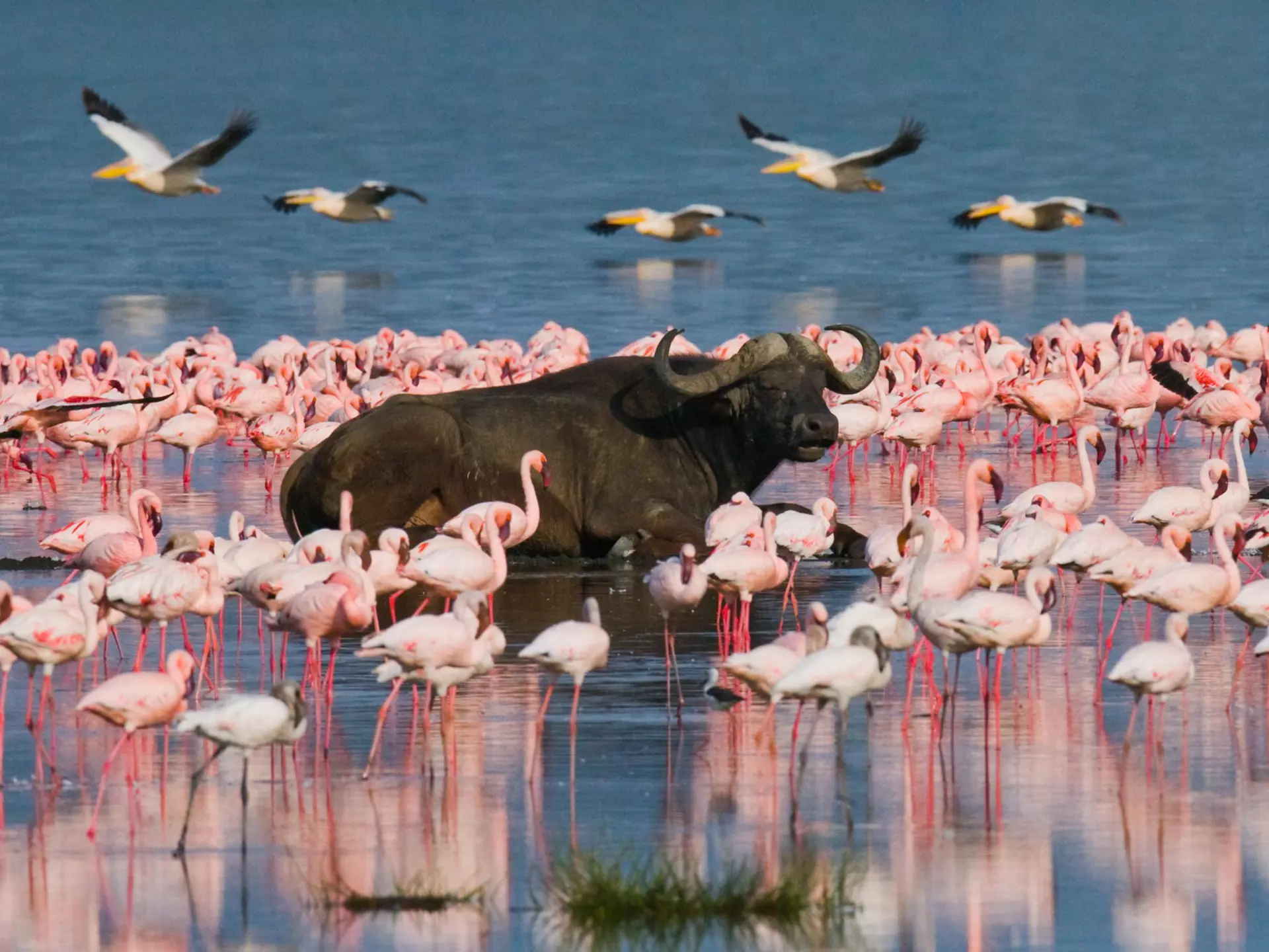 Flamingos and buffalo in Kenya's Great Rift Valley. Gudkov Andrey/Shutterstock