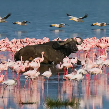 Flamingos and buffalo in Kenya's Great Rift Valley. Gudkov Andrey/Shutterstock