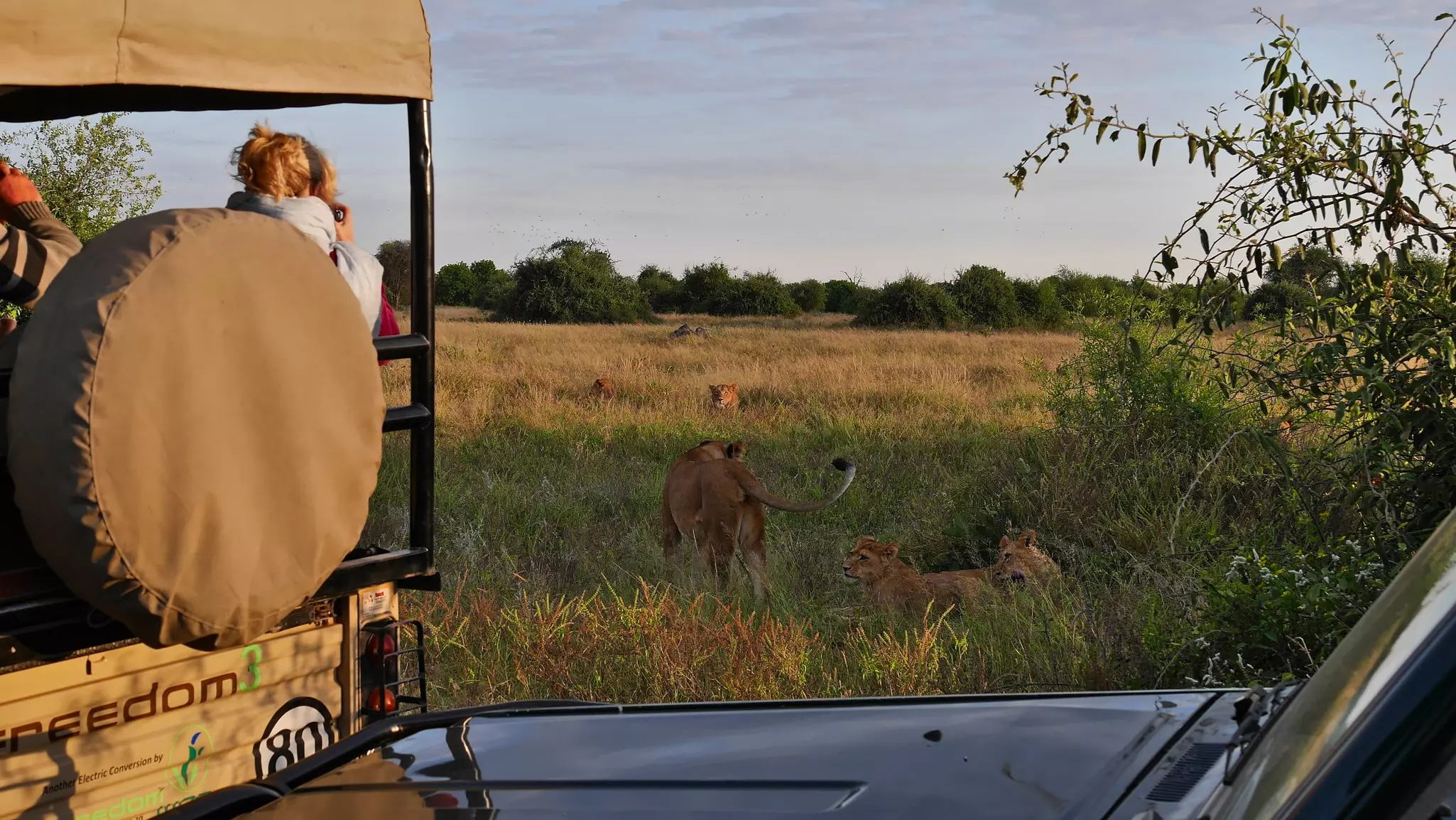 Tourists observing a group of lions in safari cars in Chobe National Park