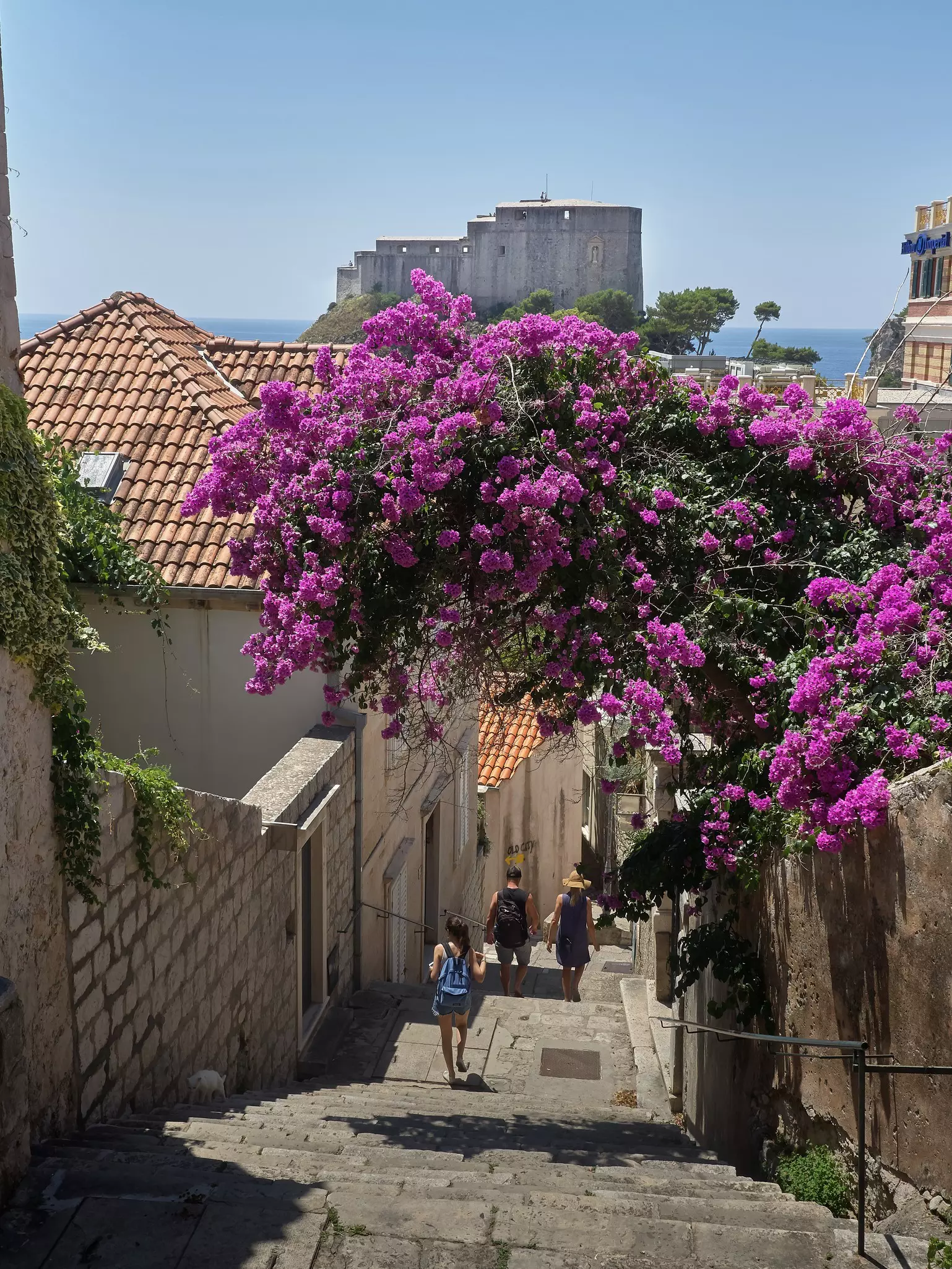 People walk down steep stone steps in an ancient alleyway with an overhanging bush in bright pink bloom.