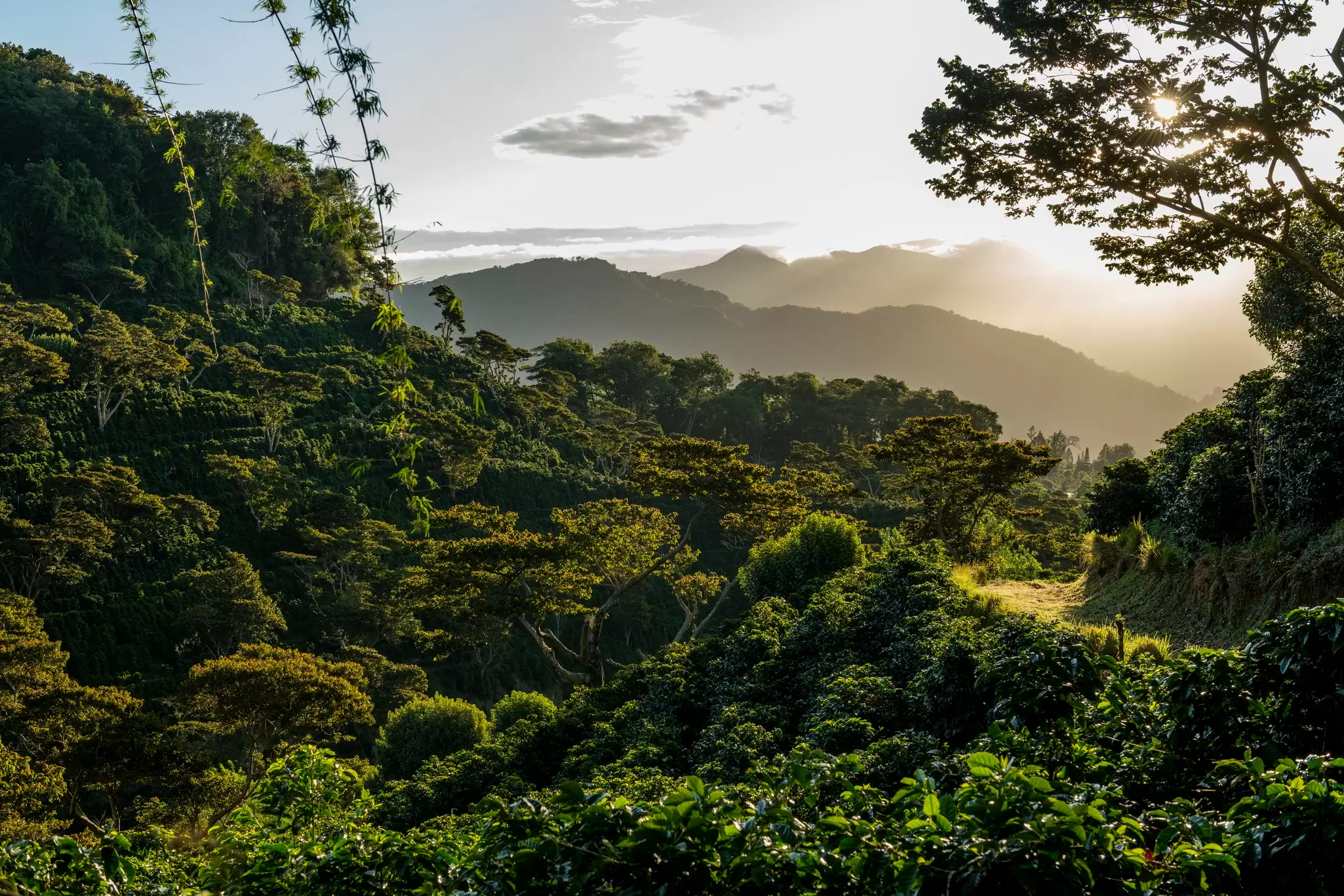 Plan your time in the coffee-growing province of Chiriquí, Panama, with these top tips © Cavan Images / Getty Images