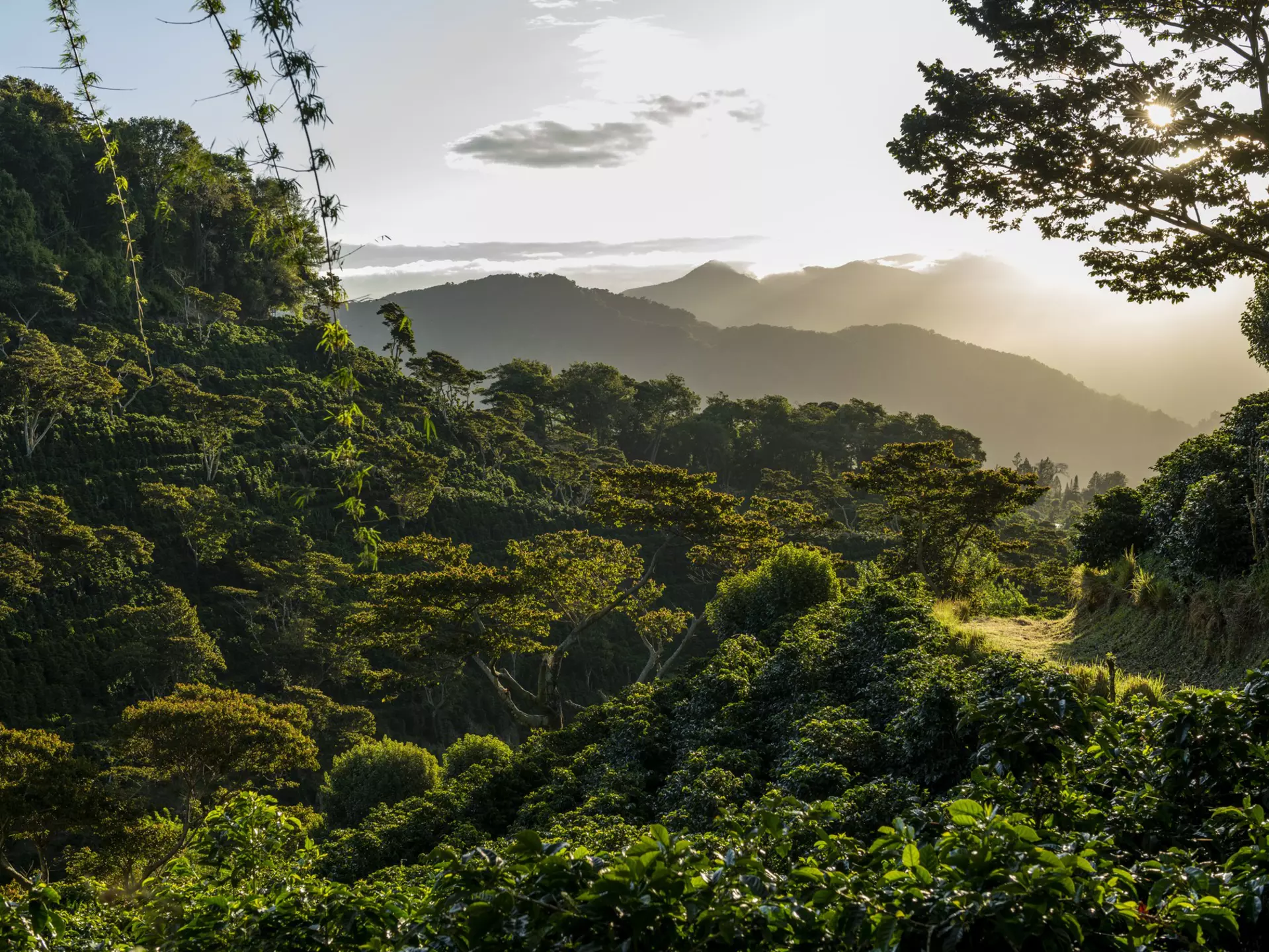 Plan your time in the coffee-growing province of Chiriquí, Panama, with these top tips © Cavan Images / Getty Images
