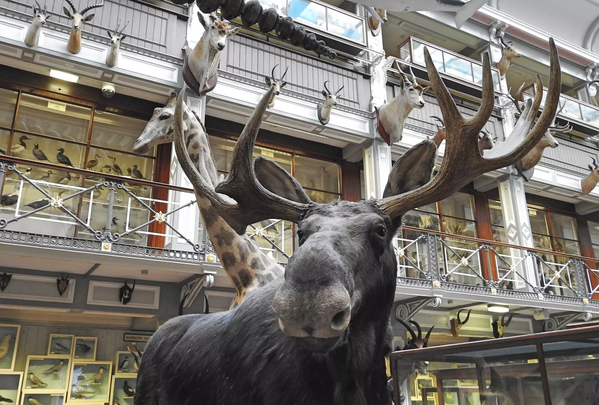 Ireland's Natural History Museum, on Merrion St, Dublin. Derick P. Hudson/Shutterstock