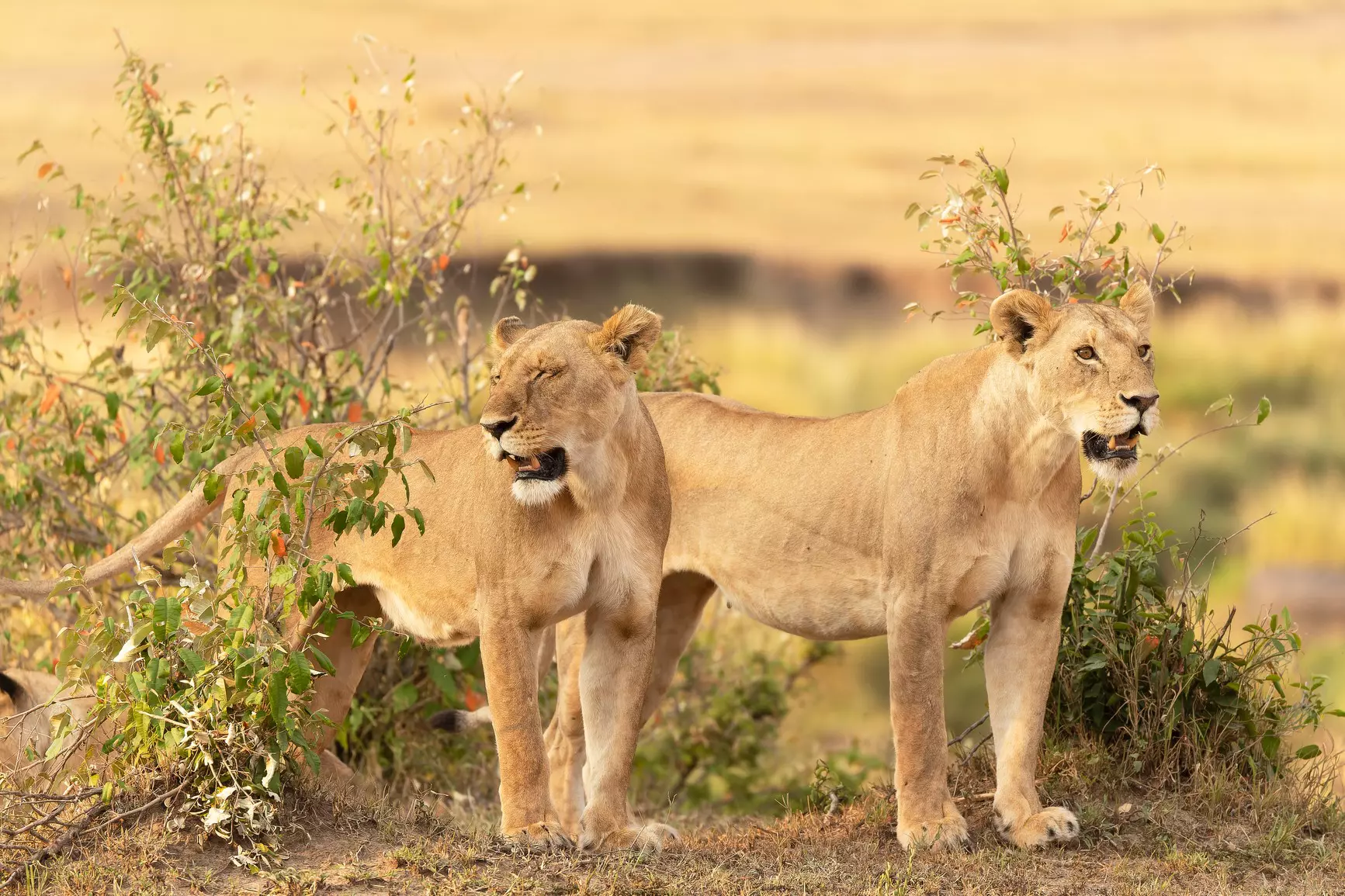 Two lions in the bush © Marilar Irastorza/Stocksy