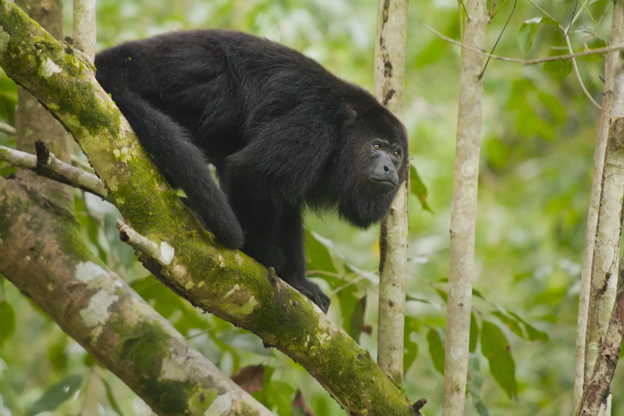 A black howler monkey perches on a tree in a forest