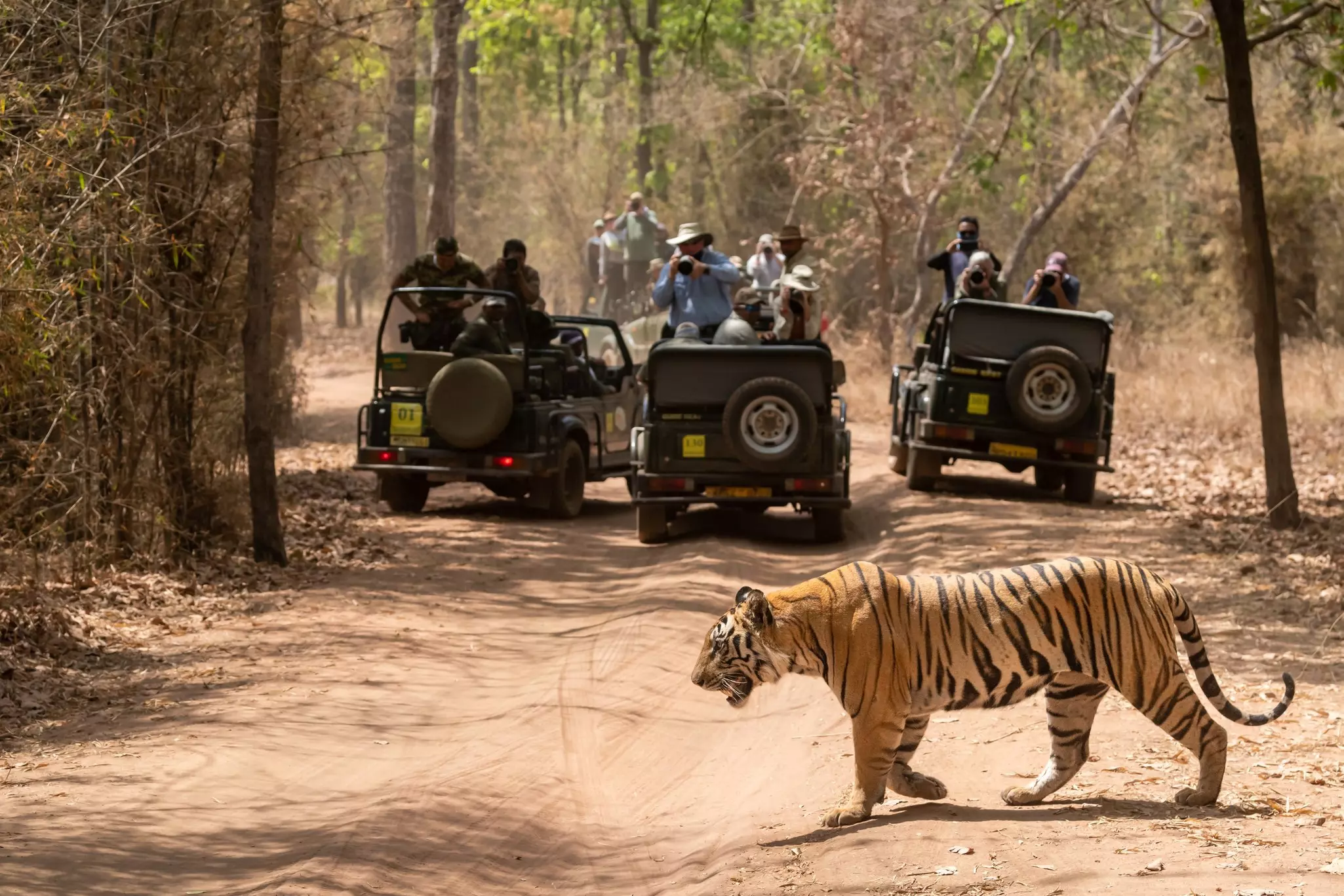 bandhavgarh national park, madhya pradesh, india - 24 April 2021 : wild male tiger road block or crossing forest trail in wildlife safari and tourists travelers wildlife lovers on gypsy in background, License Type: media, Download Time: 2026-05-03T16:25:43.000Z, User: dermothegarty77, Editorial: true, purchase_order: 56530 - Guidebooks, job: Global Publishing WIP, client: India 21, other: DERMOT HEGARTY