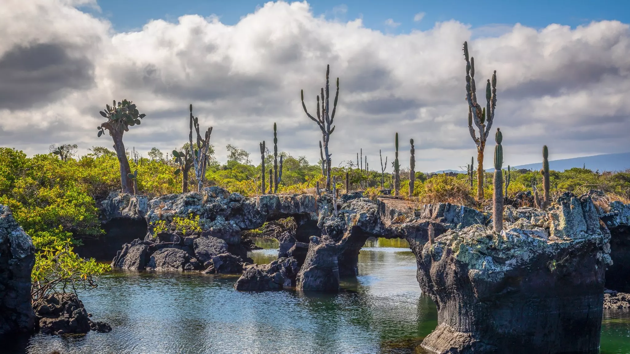 Cacti growing on rock formations in the Galápagos Islands, Ecuador.