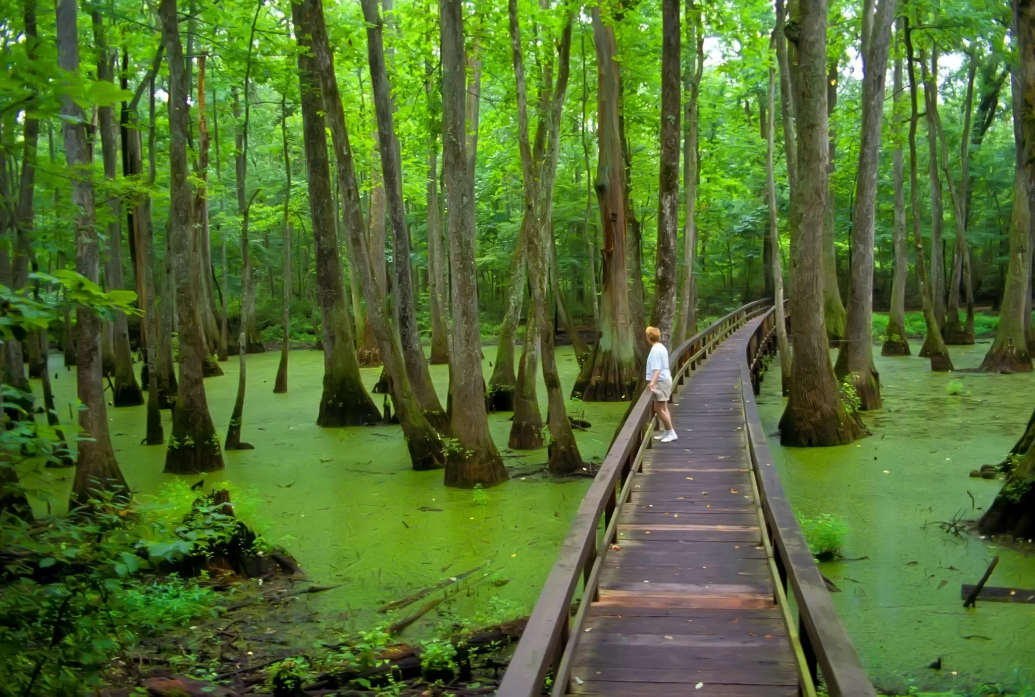Cypress Swamp along the Natchez Trace Parkway Mississippi MS. 06.27.25, License Type: media, Download Time: 2025-08-22T14:51:41.000Z, User: mvm_lonelyplanet, Editorial: true, purchase_order: 56530 - Guidebooks, job: Eastern USA 7, client: Global Publishing-WIP, other: Virginia Moreno