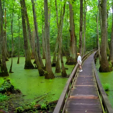 Cypress Swamp along the Natchez Trace Parkway Mississippi MS. 06.27.25, License Type: media, Download Time: 2025-08-22T14:51:41.000Z, User: mvm_lonelyplanet, Editorial: true, purchase_order: 56530 - Guidebooks, job: Eastern USA 7, client: Global Publishing-WIP, other: Virginia Moreno