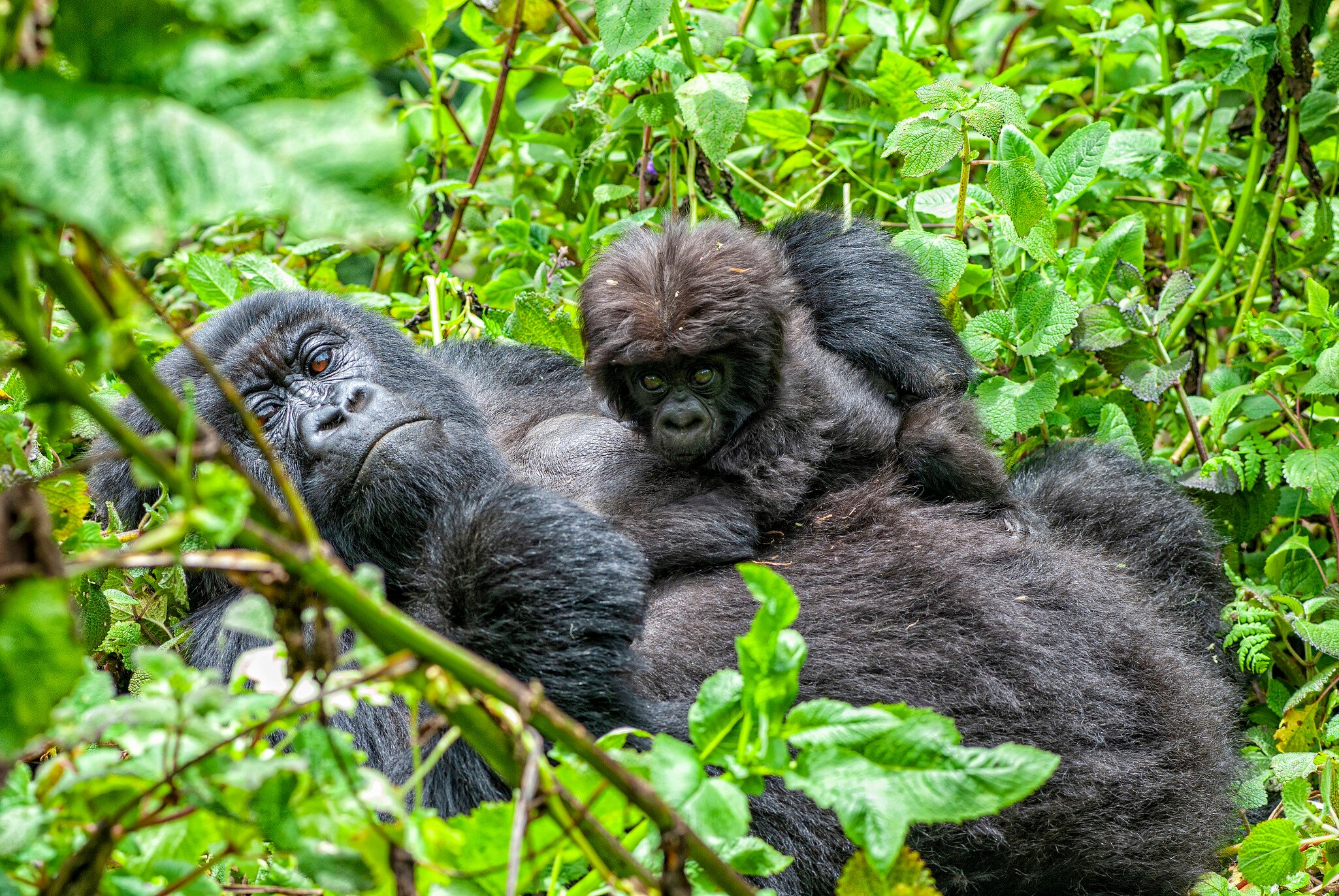 A female mountain gorilla with her young baby, they are a part of a group of the rare Mountain Gorillas (gorilla beringei beringei) in Volcanoes National Park in the Virunga Mountains.