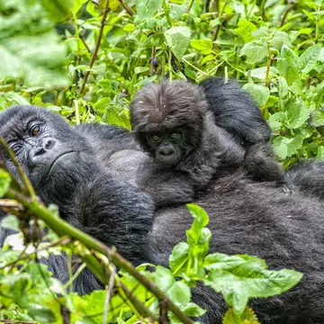 A female mountain gorilla with her young baby, they are a part of a group of the rare Mountain Gorillas (gorilla beringei beringei) in Volcanoes National Park in the Virunga Mountains.