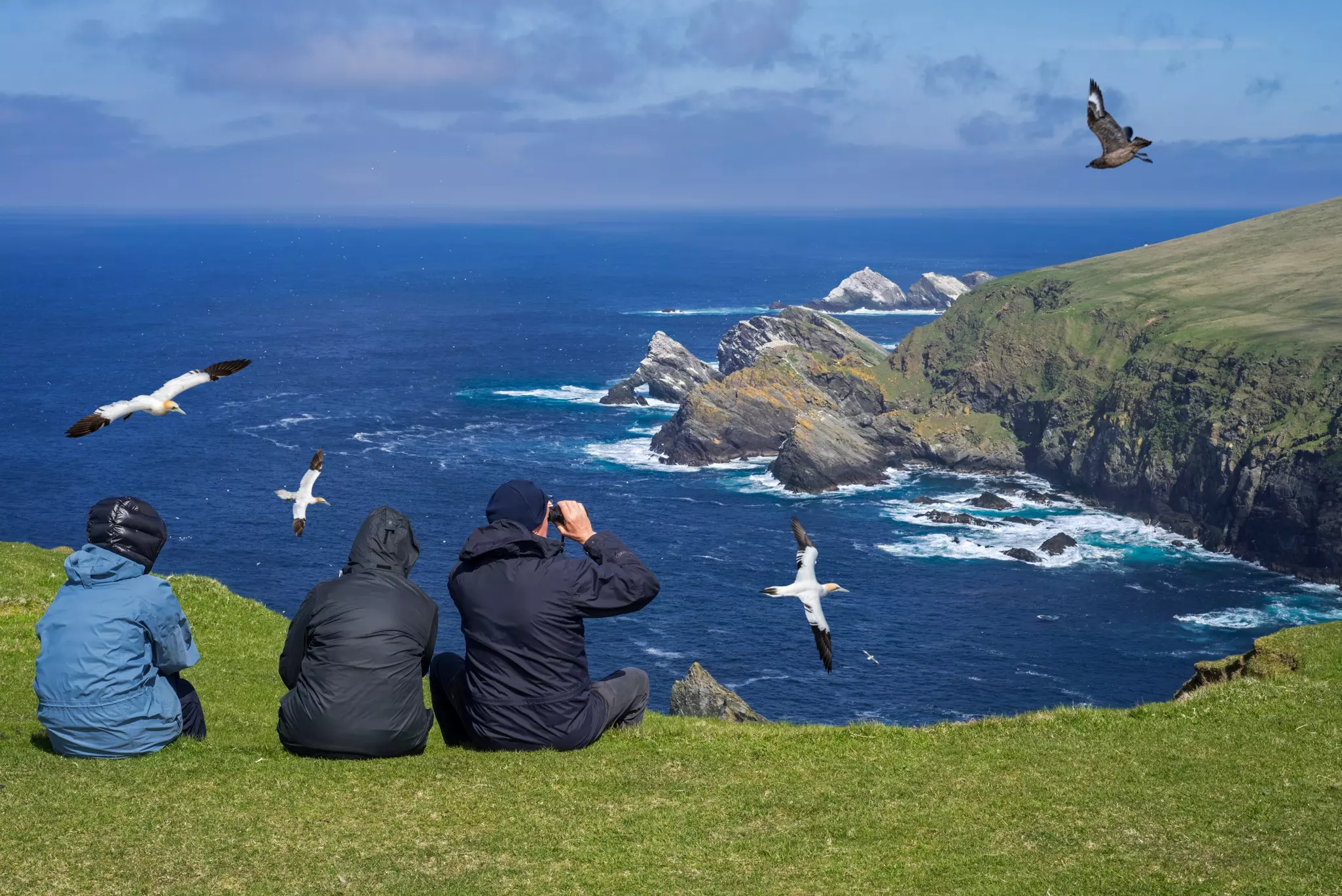 Birdwatchers watching gannets and great skua soaring past sea cliffs and stacks at seabird colony at Hermaness, Unst, Shetland Islands, Scotland.