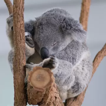 A koala sleeping on a branch at the Lone Pine Koala Sanctuary in Brisbane, Australia.