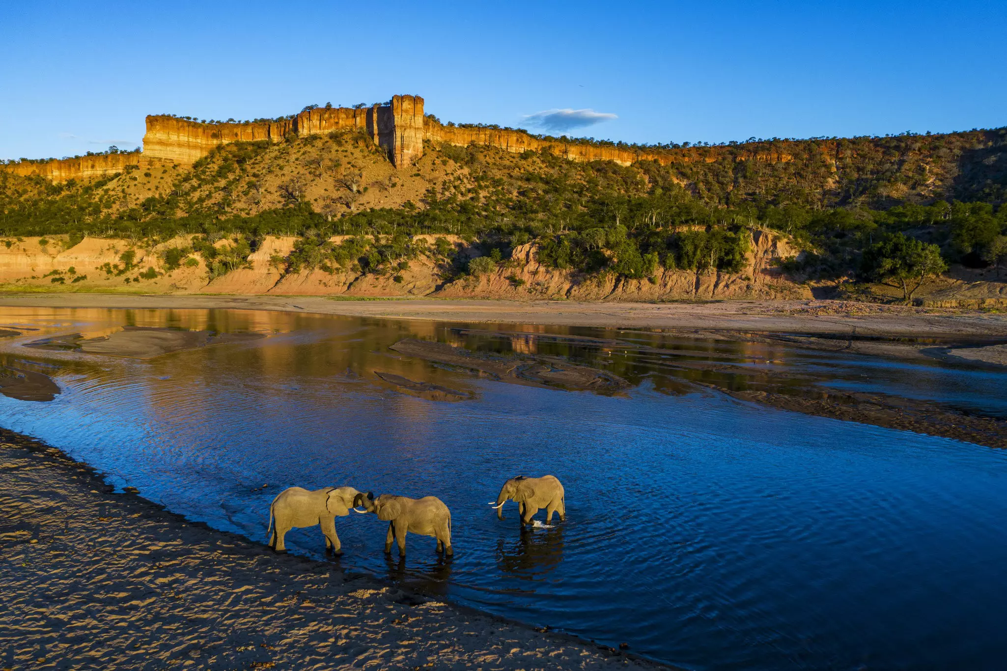Three elephants cavort in the shallows of the Runde River, with the Chilojo Cliffs in the background.