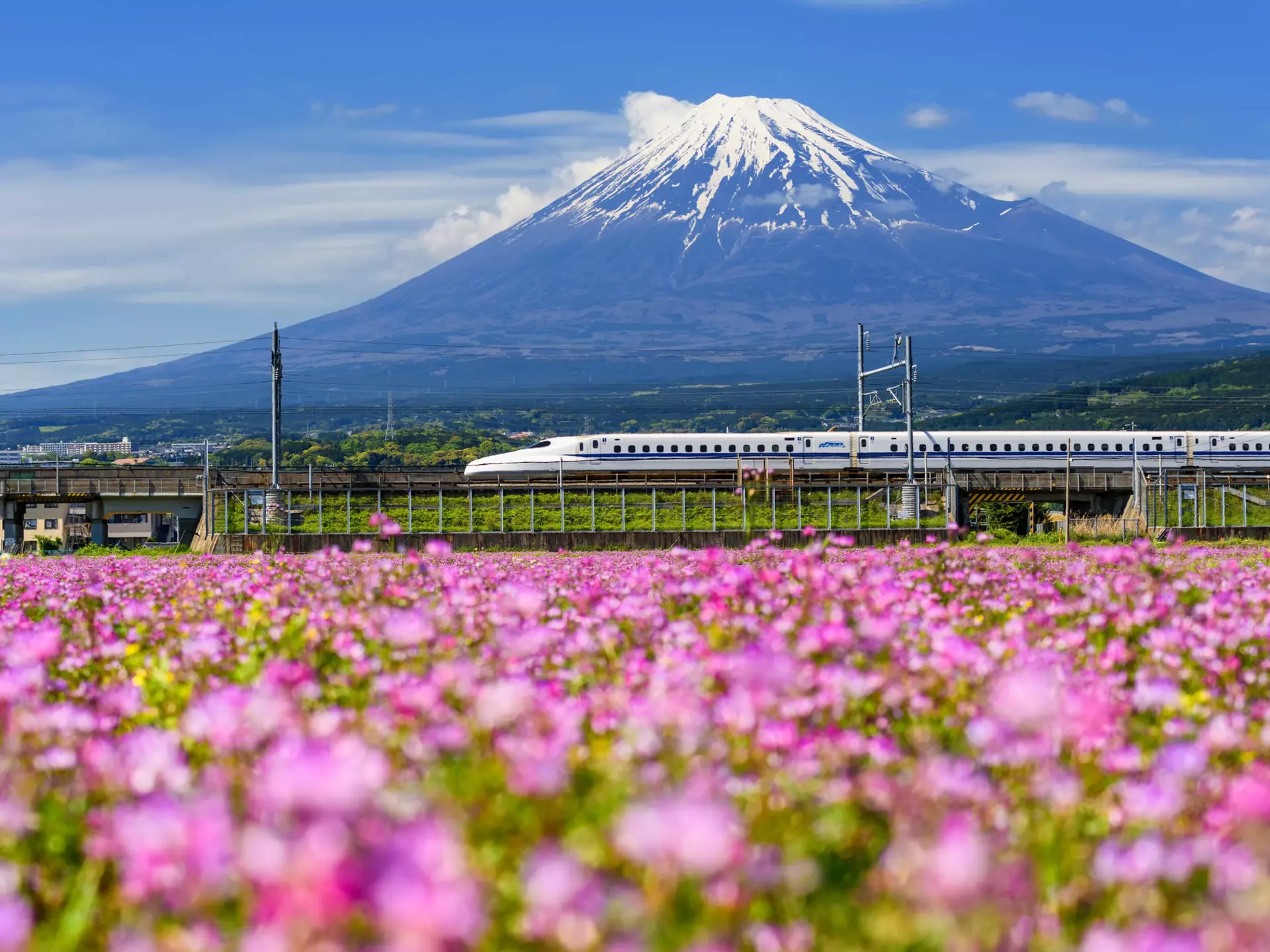 Shinkansen or JR Bullet train running past a flowering field in Shizuoka during spring with Mt. Fuji in the background.